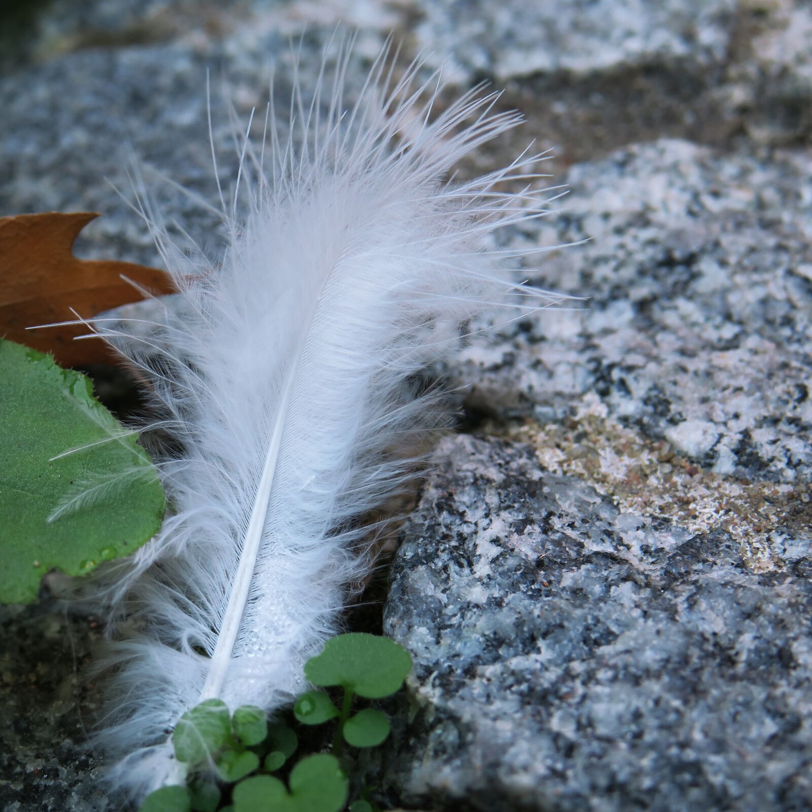 Canon PowerShot G3 X sample photo. Down, feather, white photography