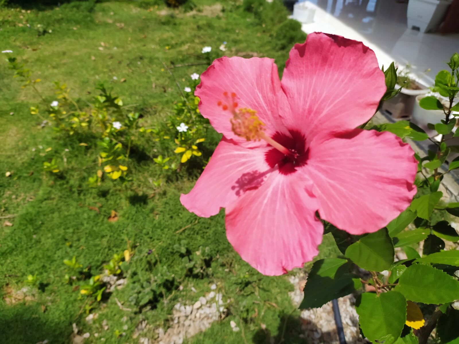 Xiaomi Redmi Note 8 sample photo. Plant, flower, garden photography