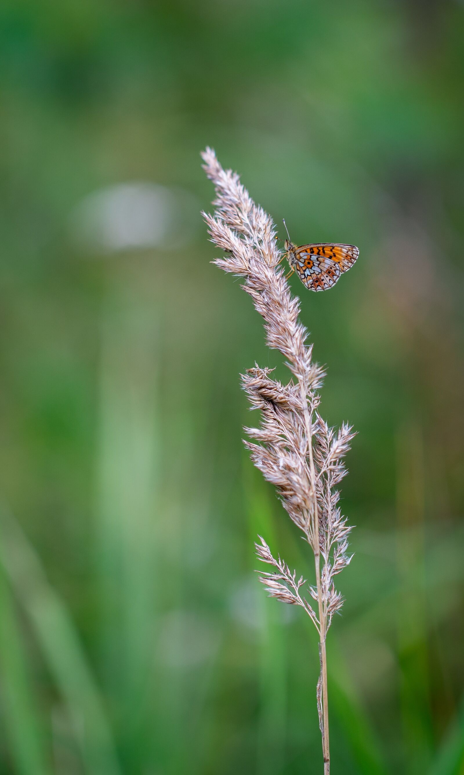 Sony a7R II + Canon EF 100mm F2.8L Macro IS USM sample photo. Butterfly, macro, insect photography