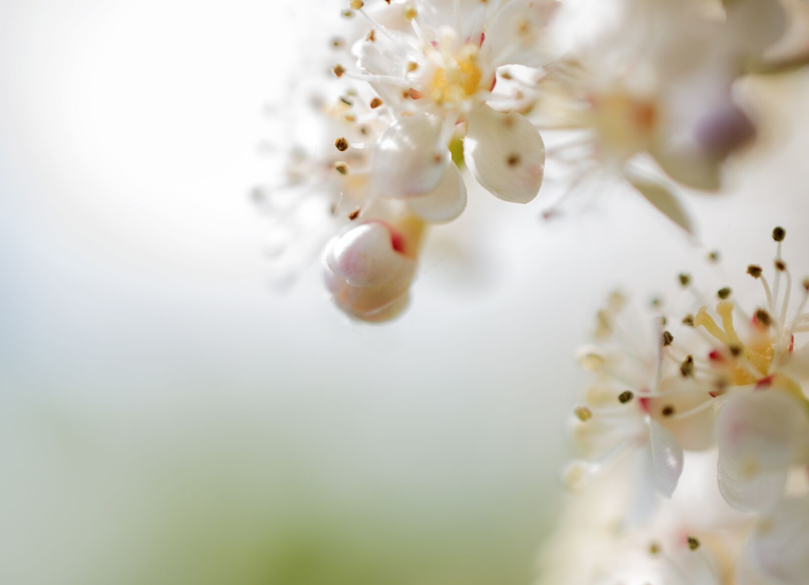Nikon D5600 sample photo. Bud, flower, spring photography