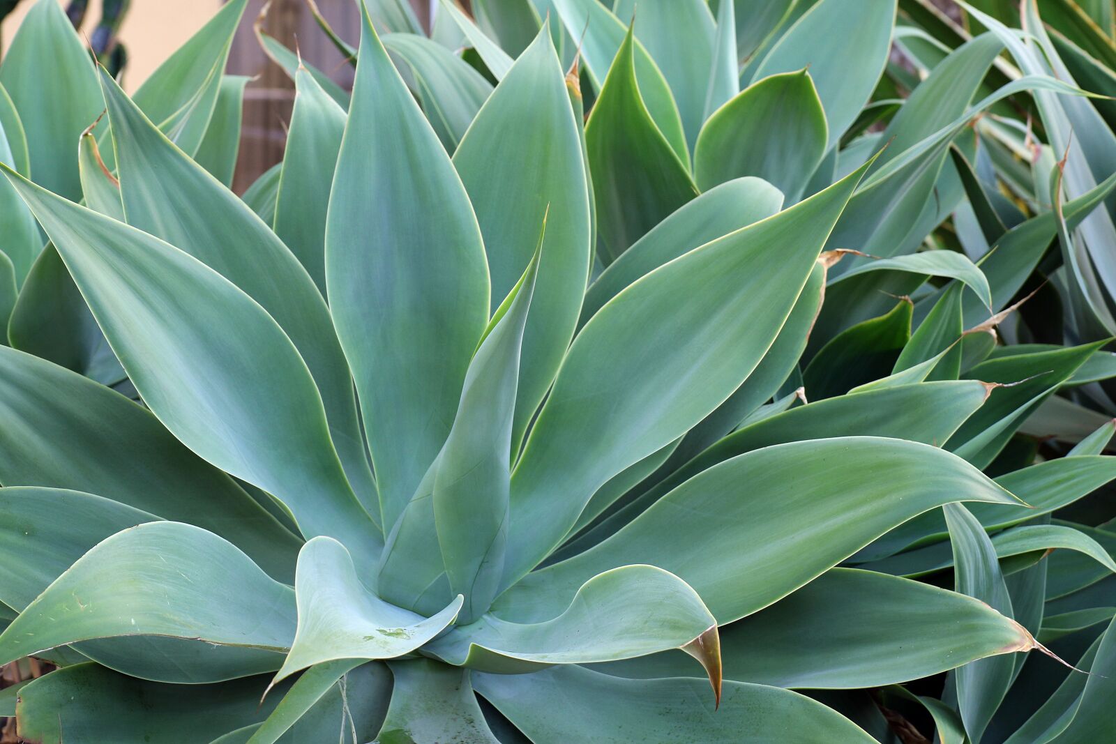 Canon EOS 7D Mark II sample photo. Agave, tropical plant, tenerife photography