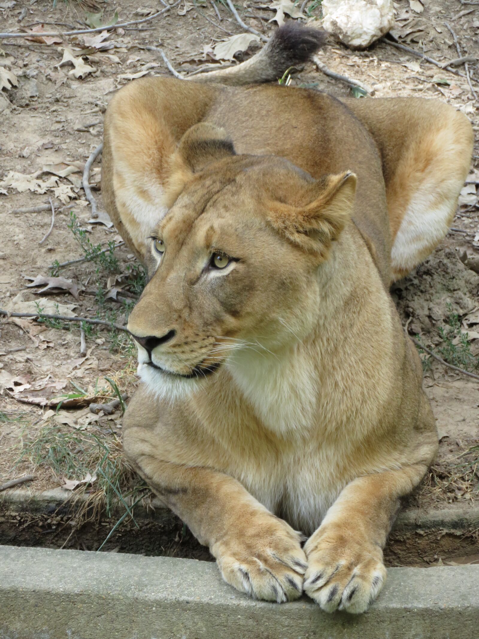 Canon PowerShot SX720 HS sample photo. Lioness, zoo, lion photography