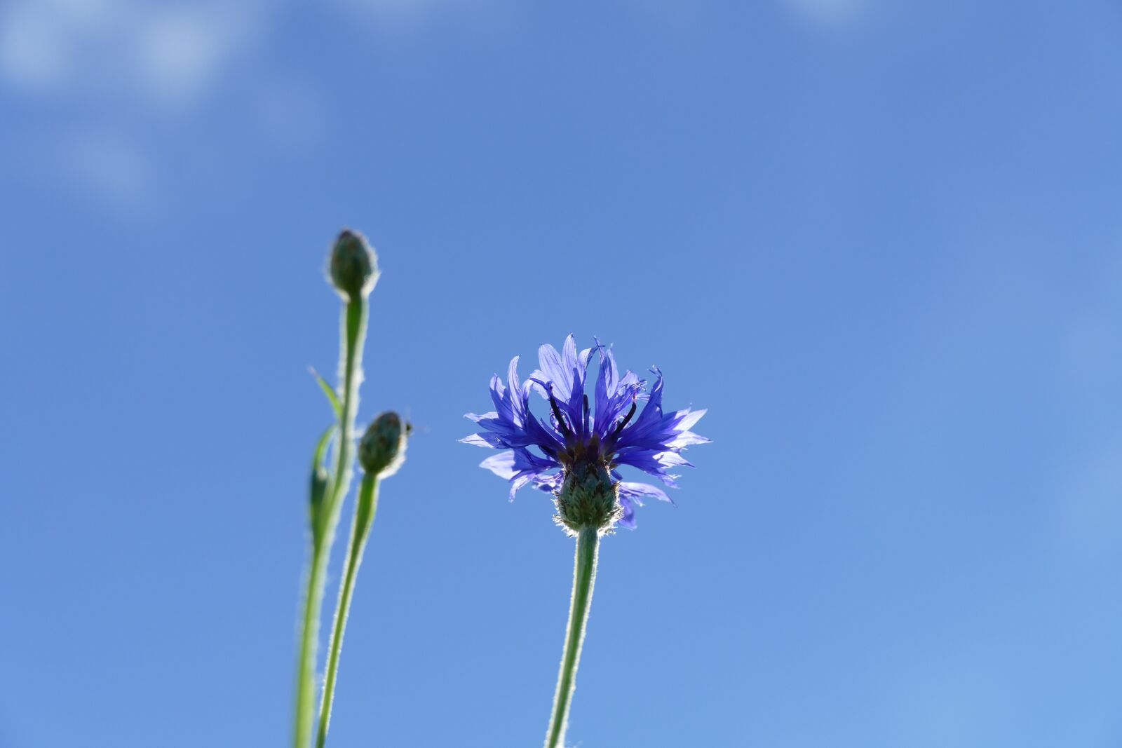 Panasonic Lumix DMC-FZ1000 sample photo. Cornflower, cyanus segetum, sky photography