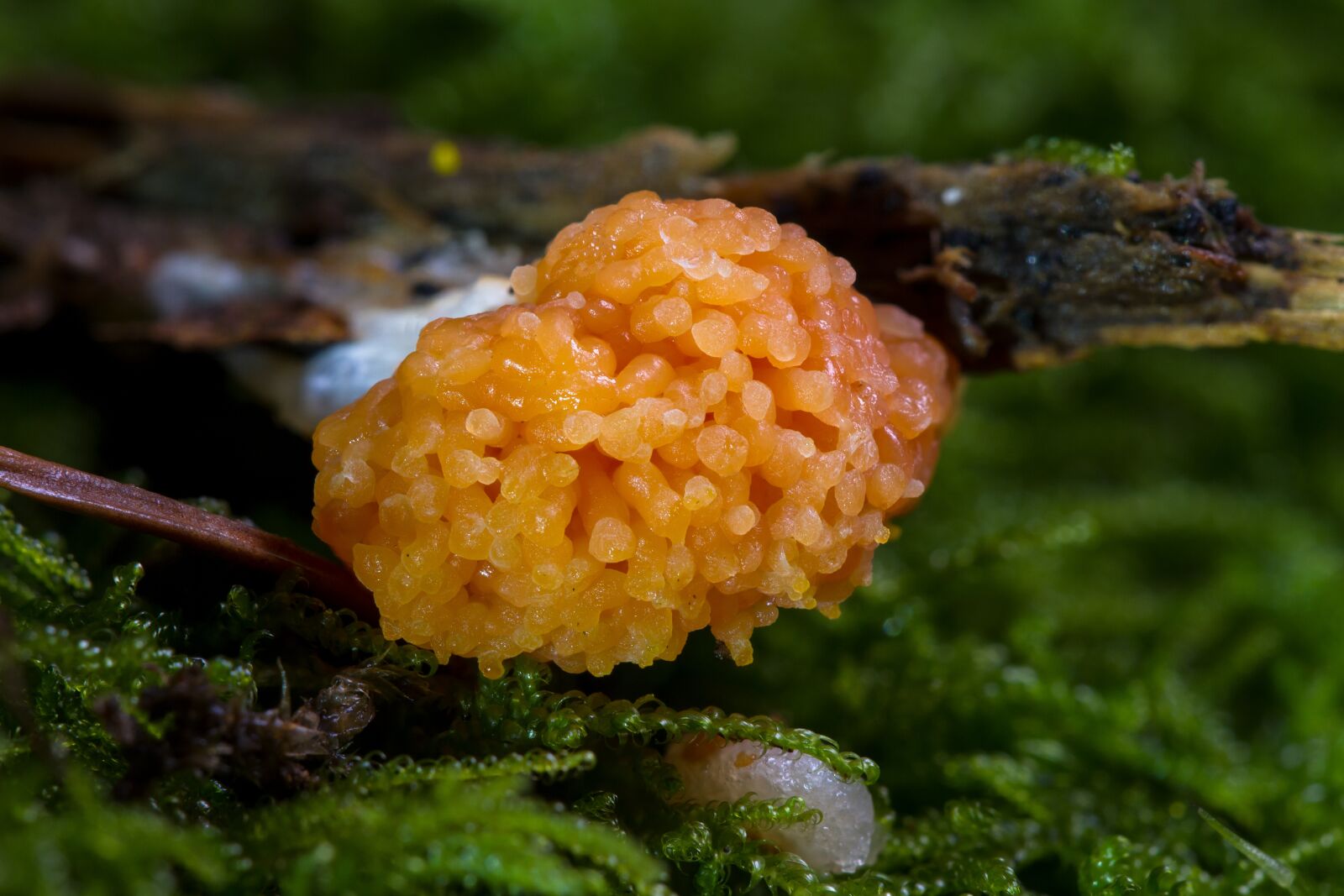 Canon EOS 7D sample photo. Slime mold, myxomycetes, salmon-colored photography