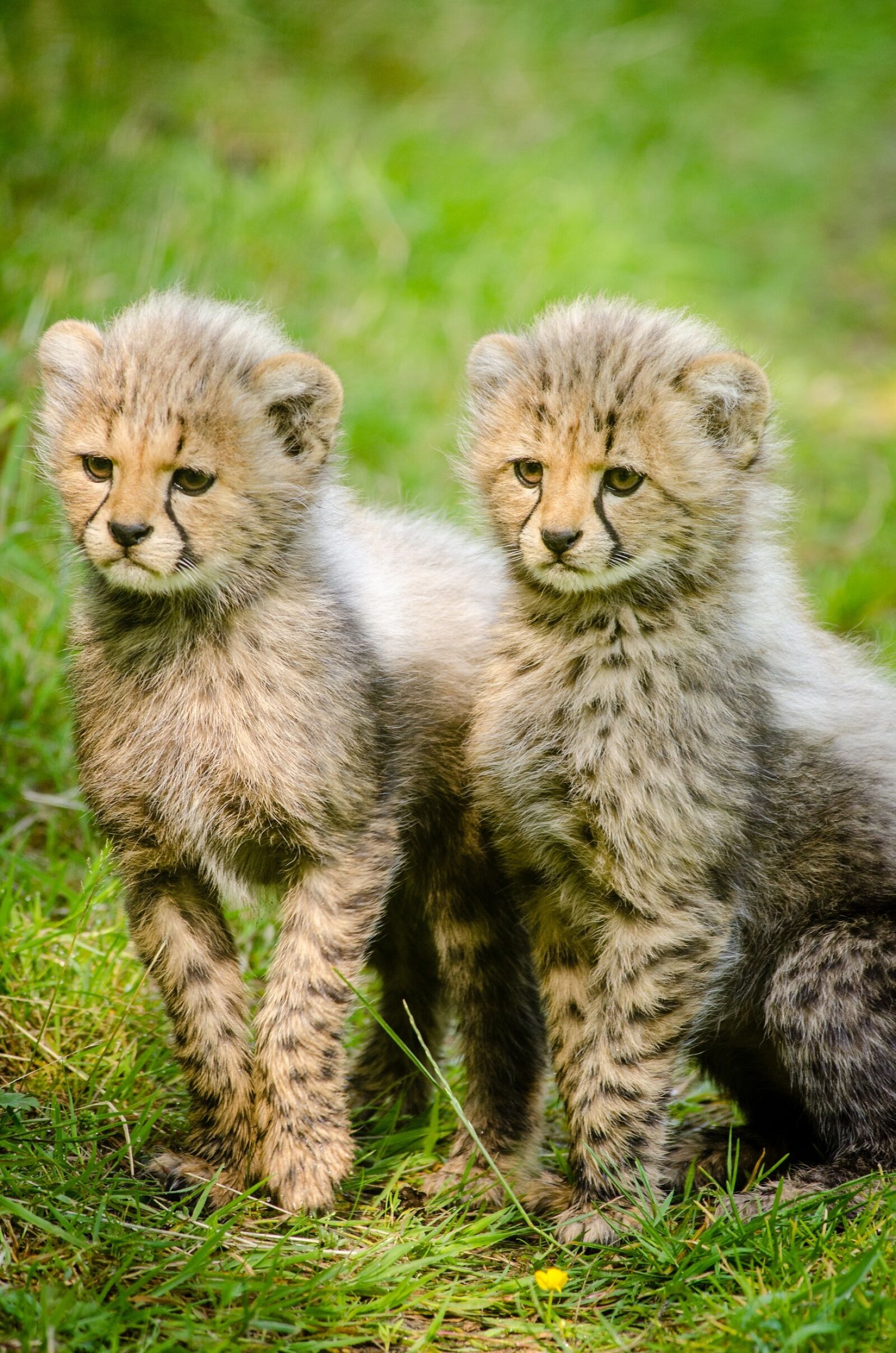 Nikon D7000 sample photo. Cheetahs, cubs, two photography