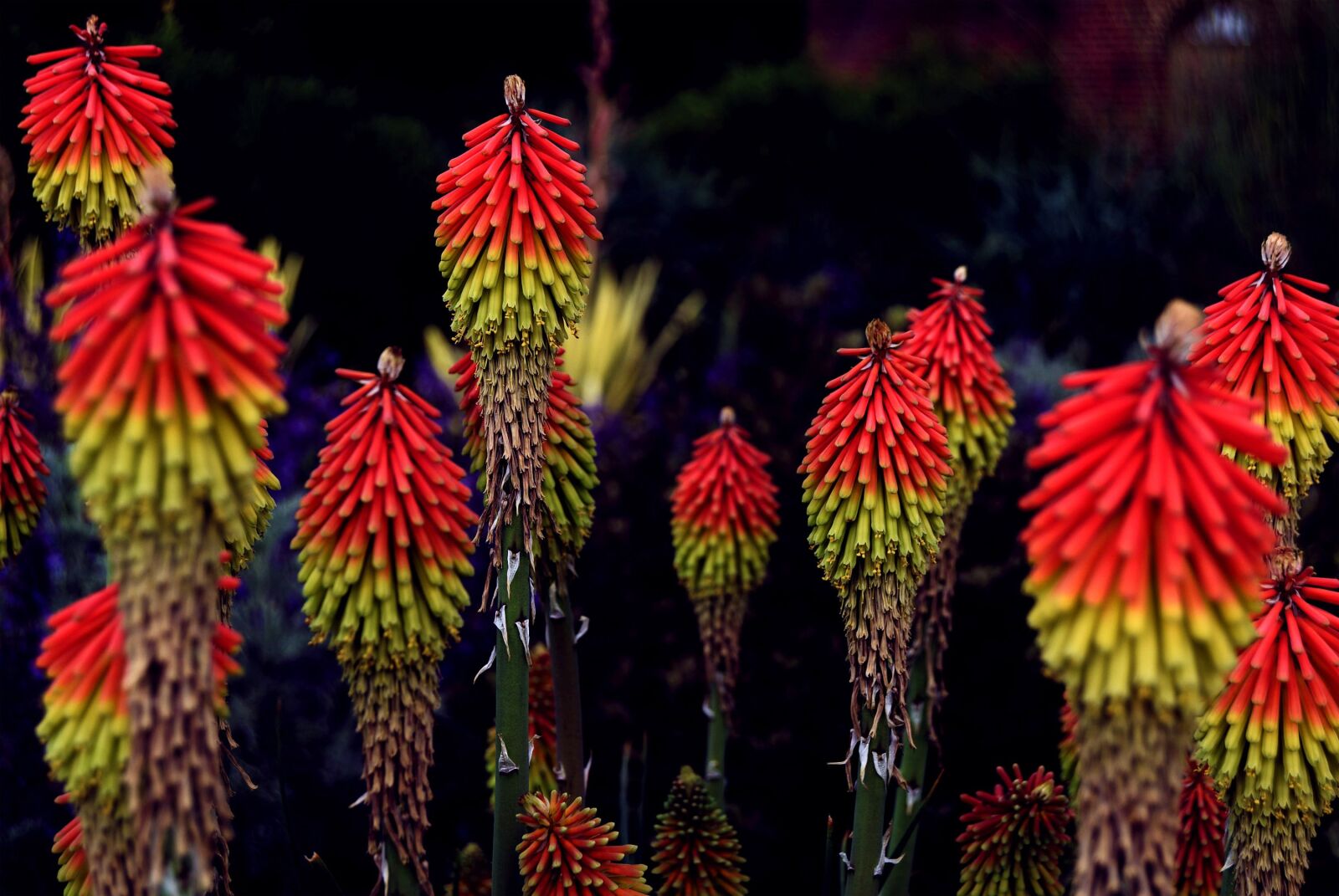 Nikon D3300 sample photo. Red hot poker, kniphofia photography
