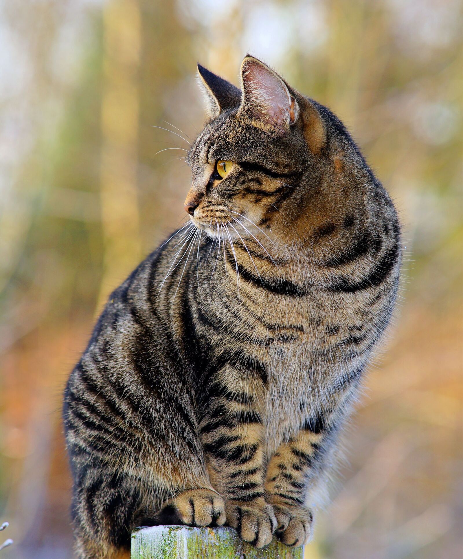 Sony a99 II sample photo. Cat, female, fur photography