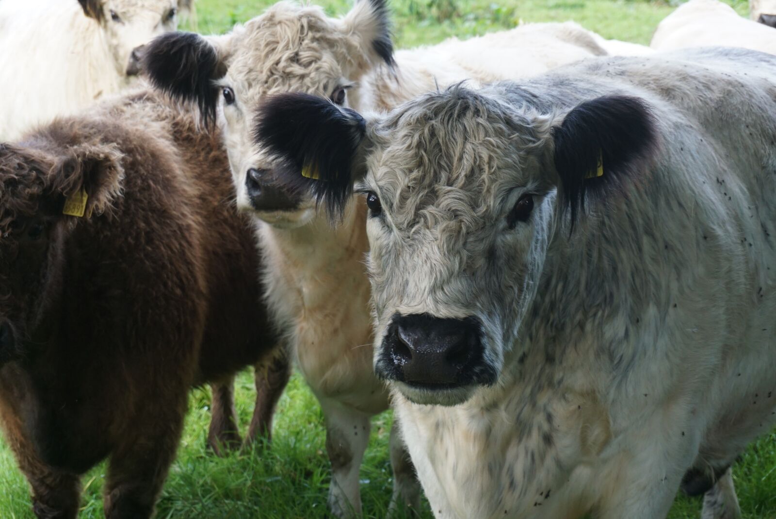 Sony a6000 sample photo. Animals, cattle, agriculture photography