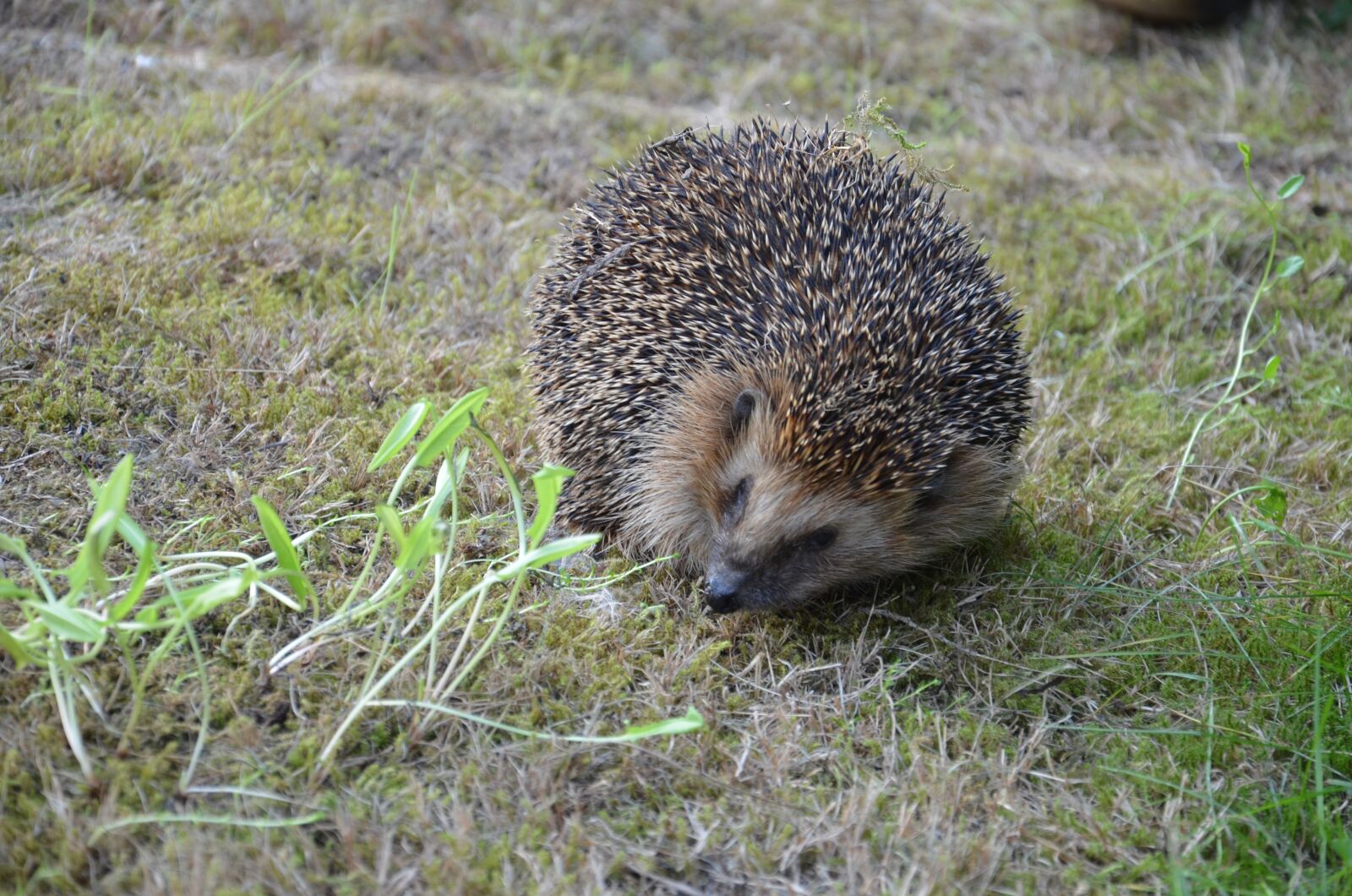 Nikon D5100 sample photo. Hedgehog, prickly, animal photography