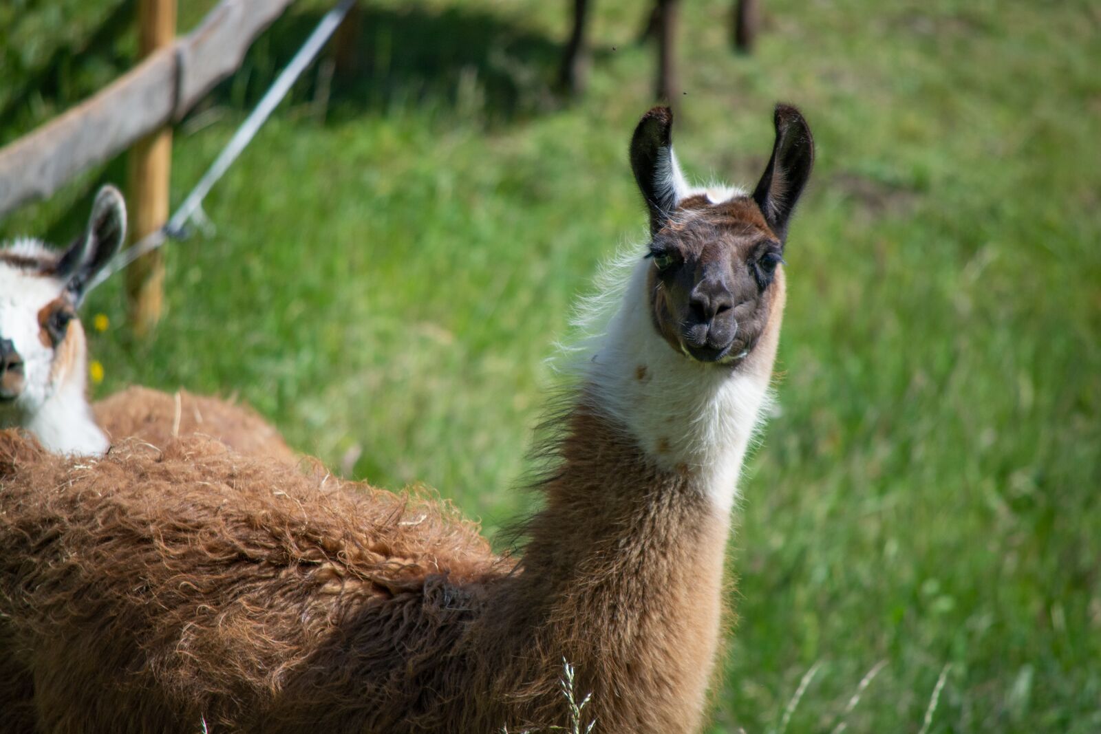 Nikon D7100 sample photo. Lama, coupling, pasture photography