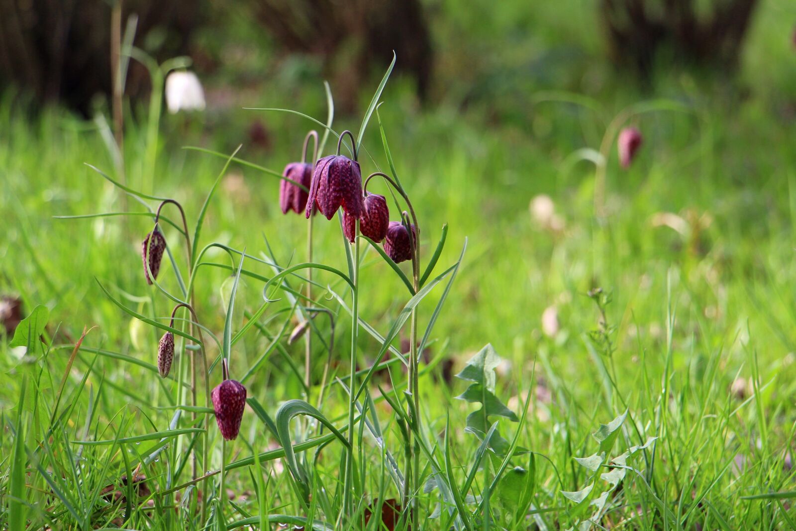Canon EOS 700D (EOS Rebel T5i / EOS Kiss X7i) sample photo. Snake's head fritillary, fritillaria photography