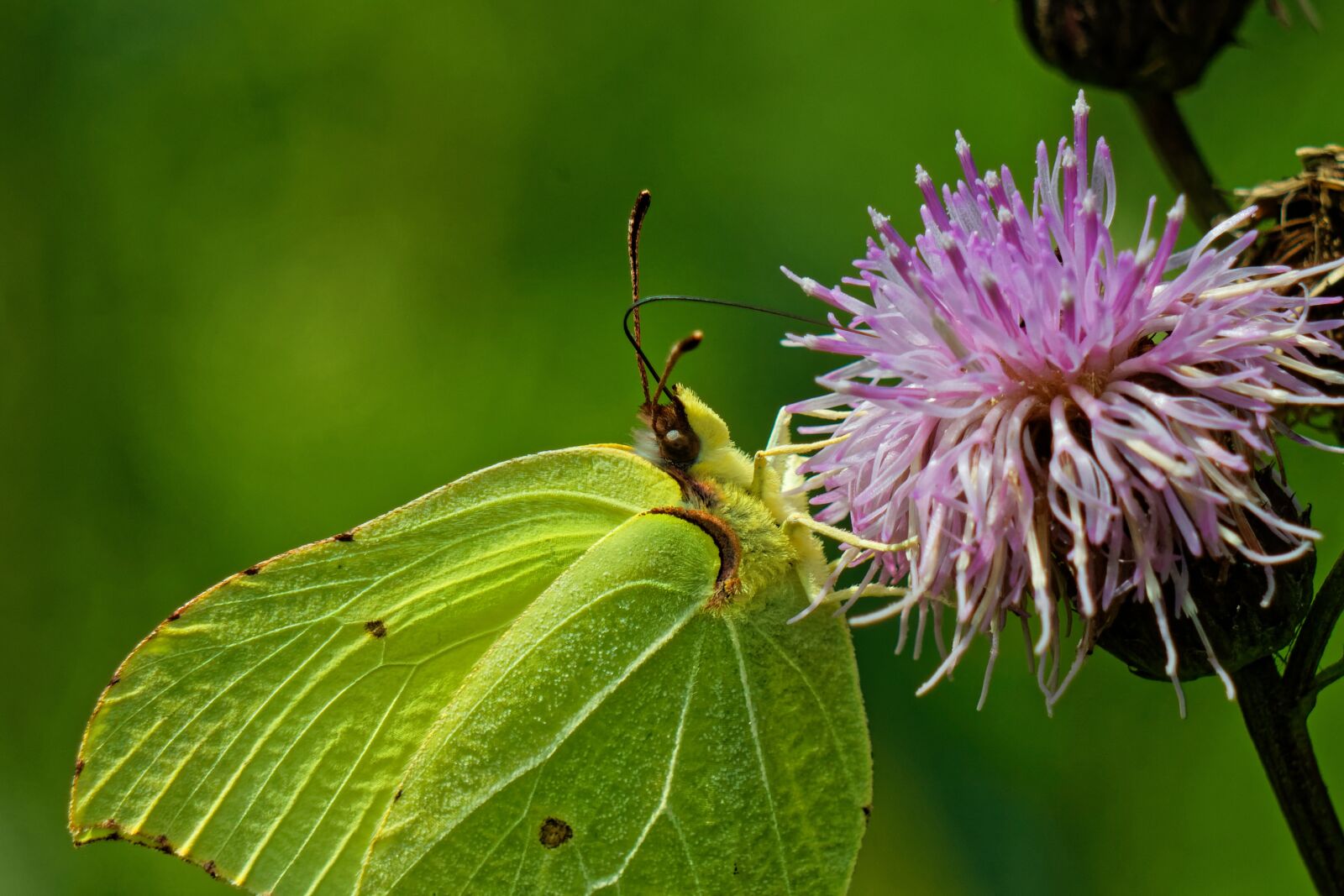 Canon EOS 500D (EOS Rebel T1i / EOS Kiss X3) sample photo. Butterfly, flowers, summer photography