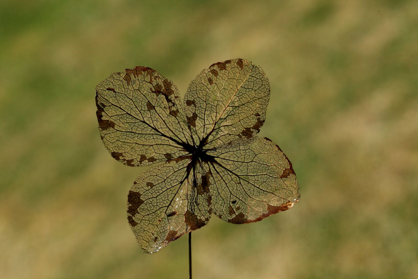 Canon EOS 5D Mark II sample photo. Leaf, ribs, nature photography
