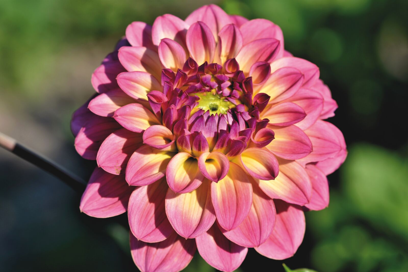 Nikon D7200 sample photo. Dahlia, flower, petals photography