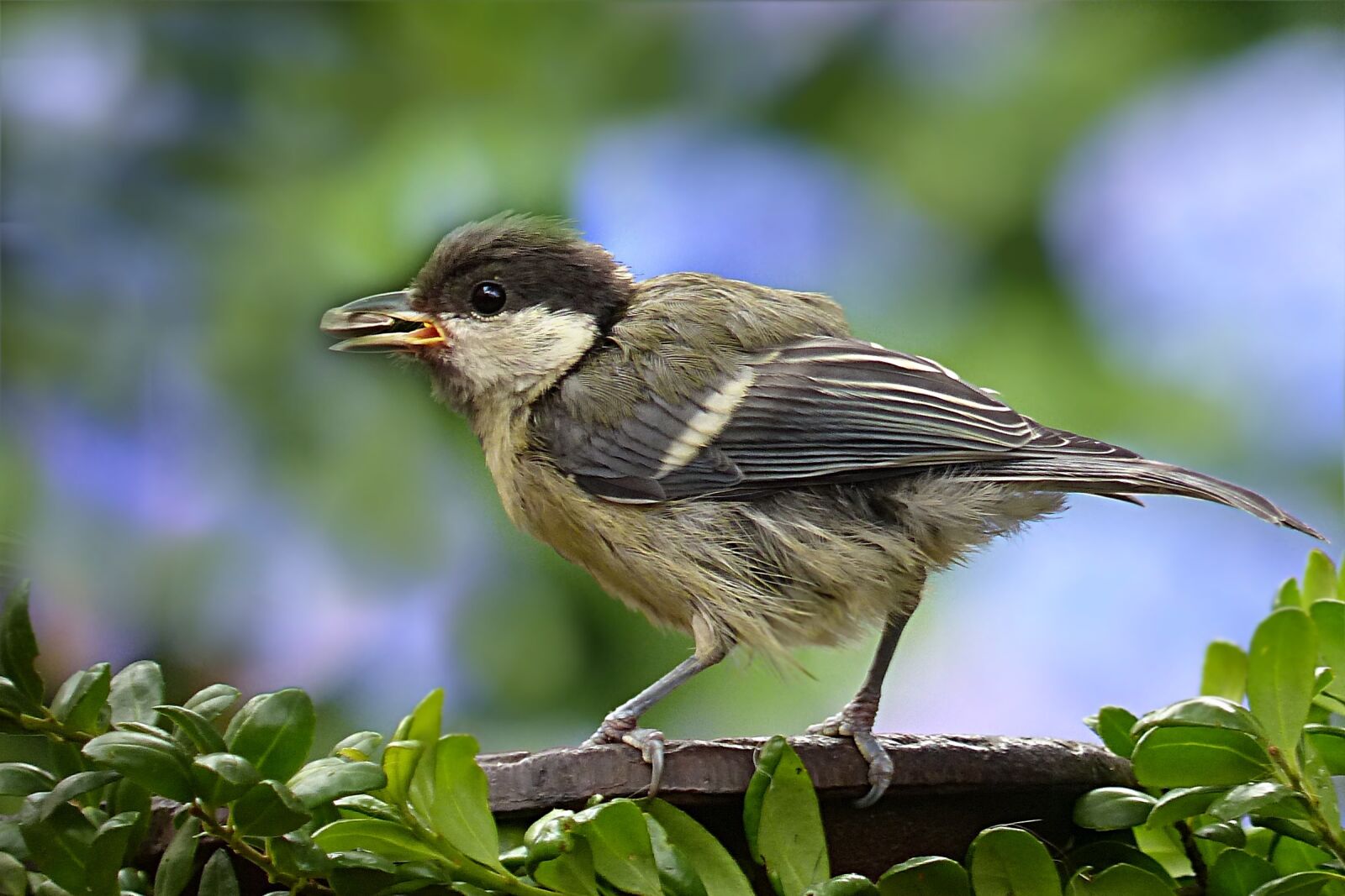Panasonic Lumix DMC-FZ200 sample photo. Animal, bird, kohlmeise young photography