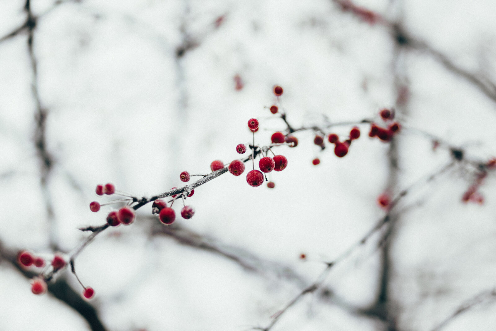 Canon EF 85mm F1.8 USM sample photo. Branch, close, up, cold photography