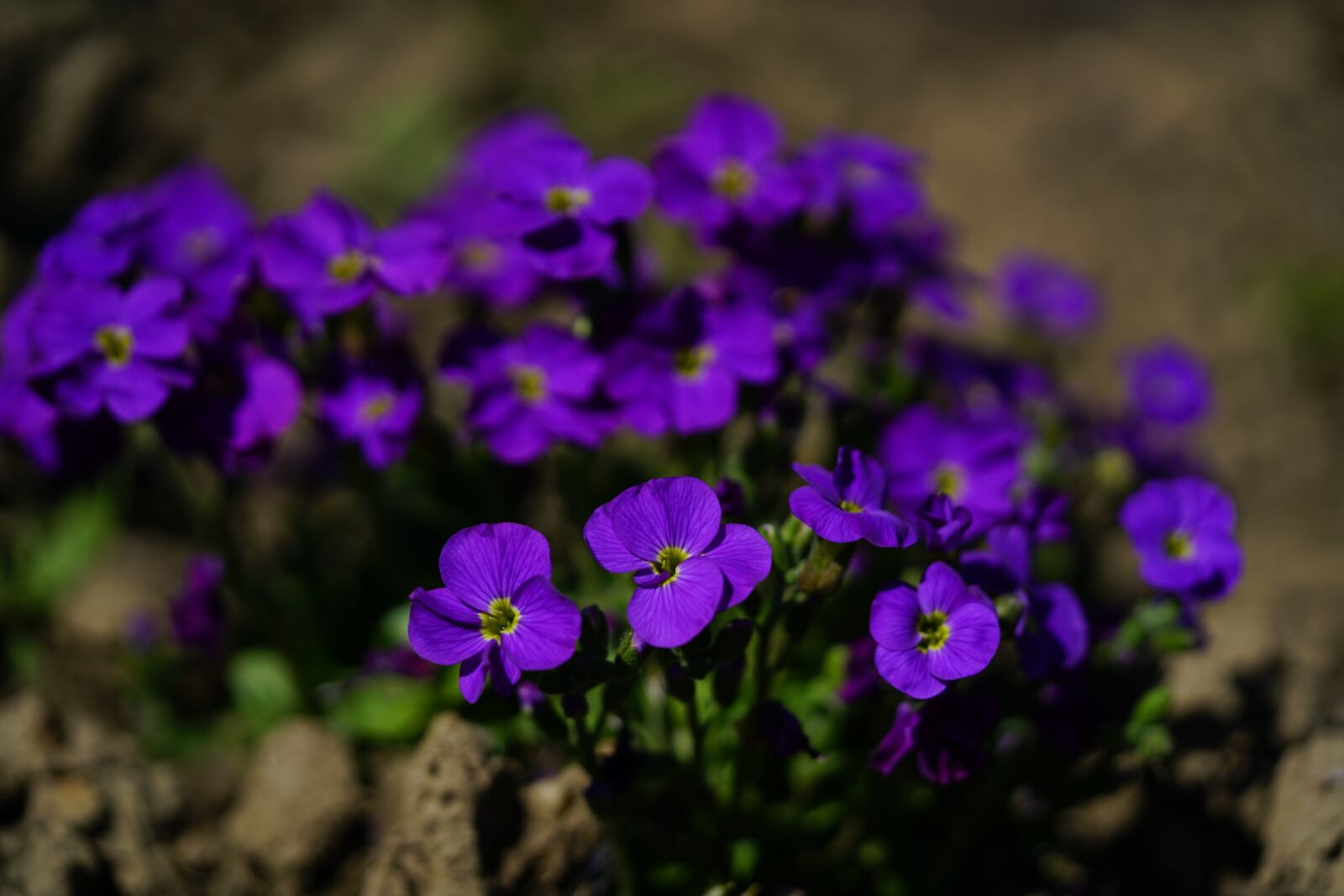 Sony a7R II sample photo. Flower, purple, blue pillow photography