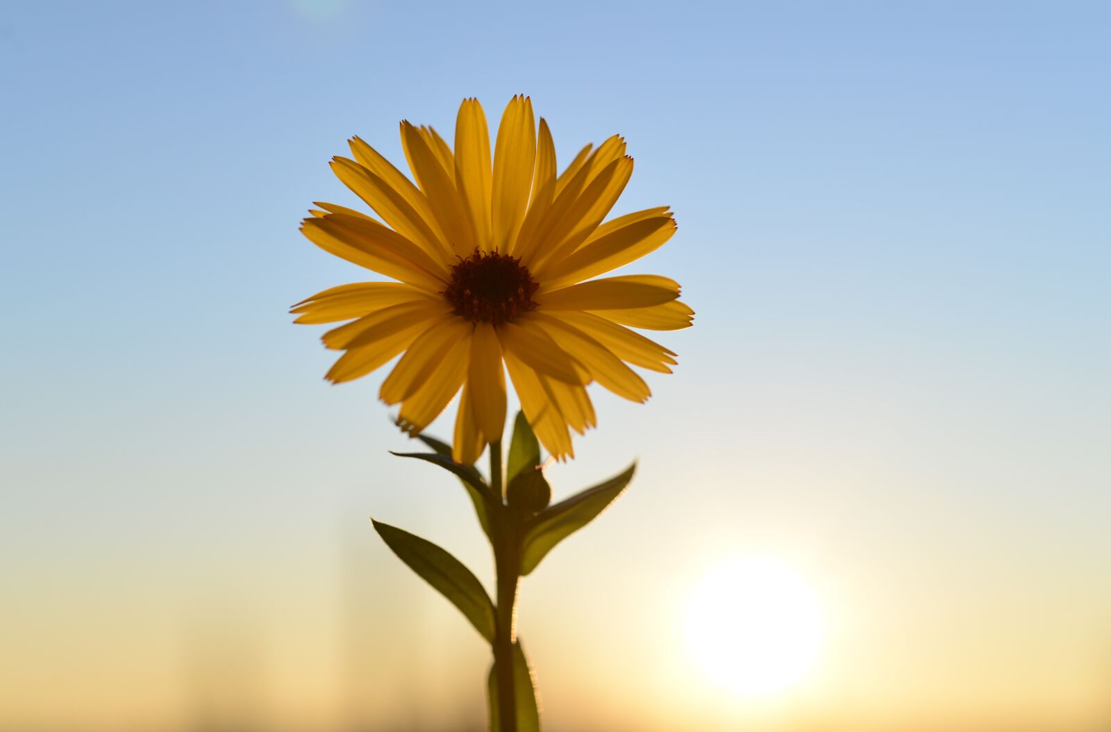 Nikon D610 sample photo. Flower, yellow, blossom photography