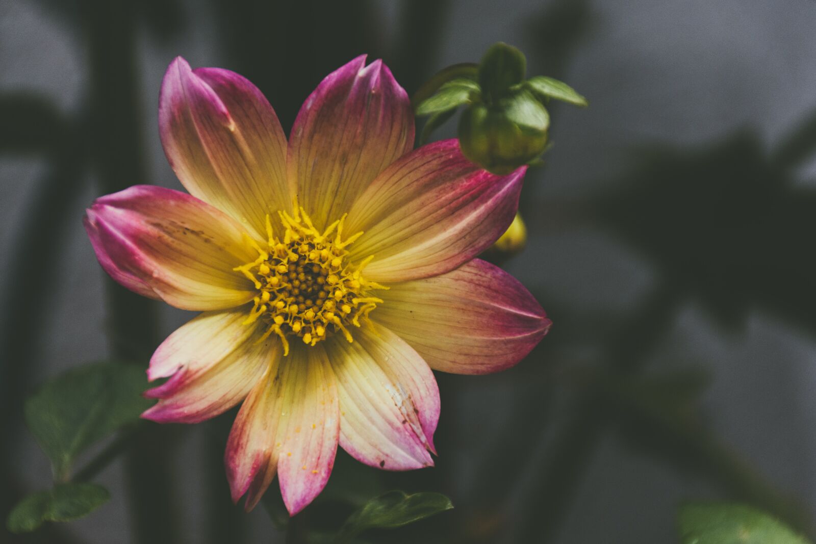 Nikon D7200 sample photo. Bloom, blossom, close-up photography