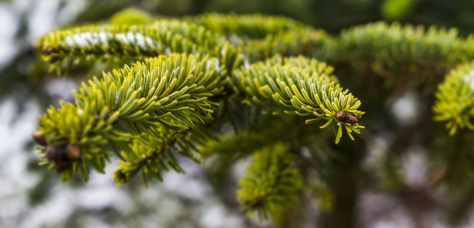 Sony a6300 + Sigma 30mm F2.8 EX DN sample photo. Tree, christmas tree, needles photography