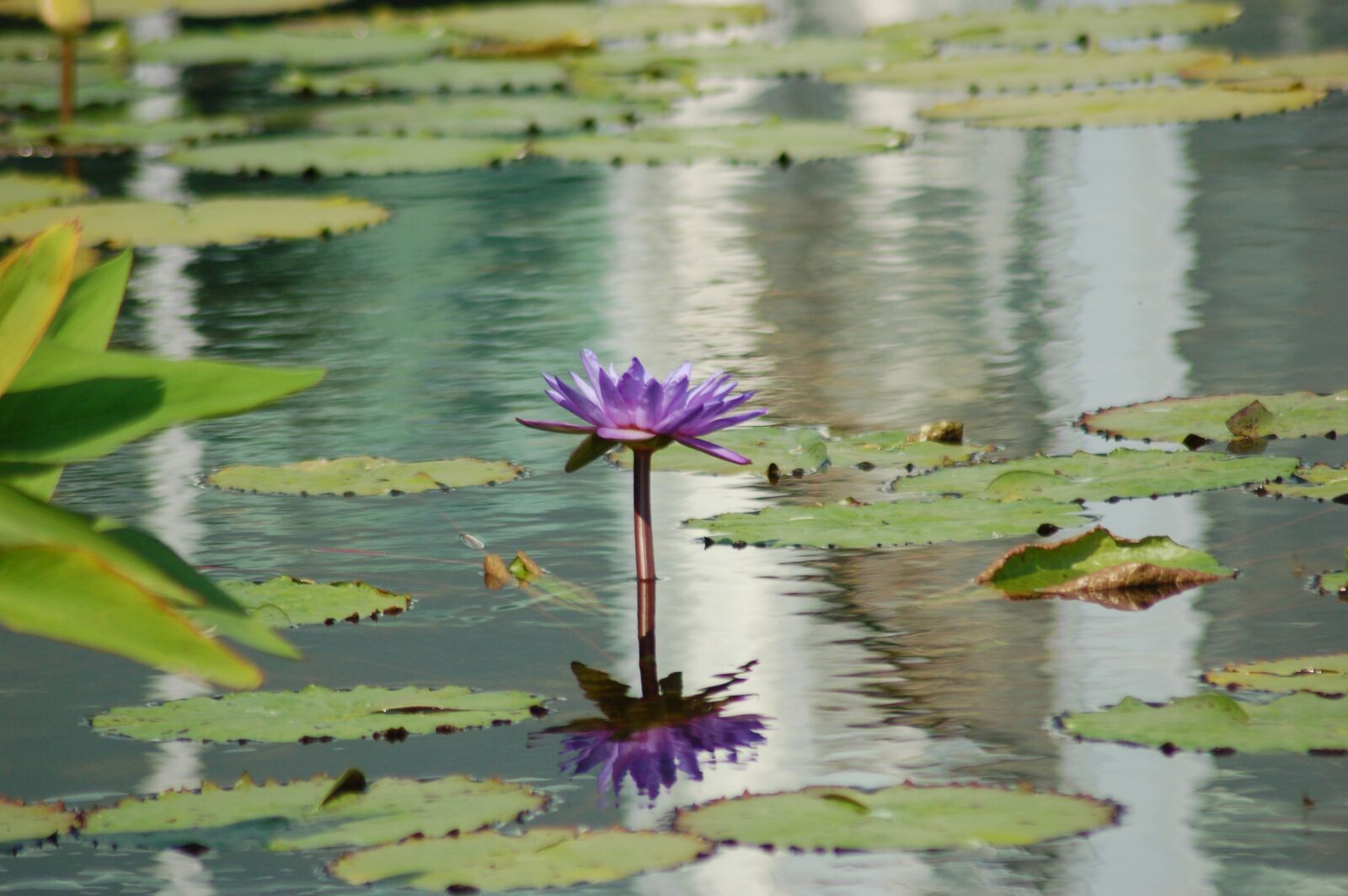 Nikon D50 sample photo. Lotus, water, peace photography