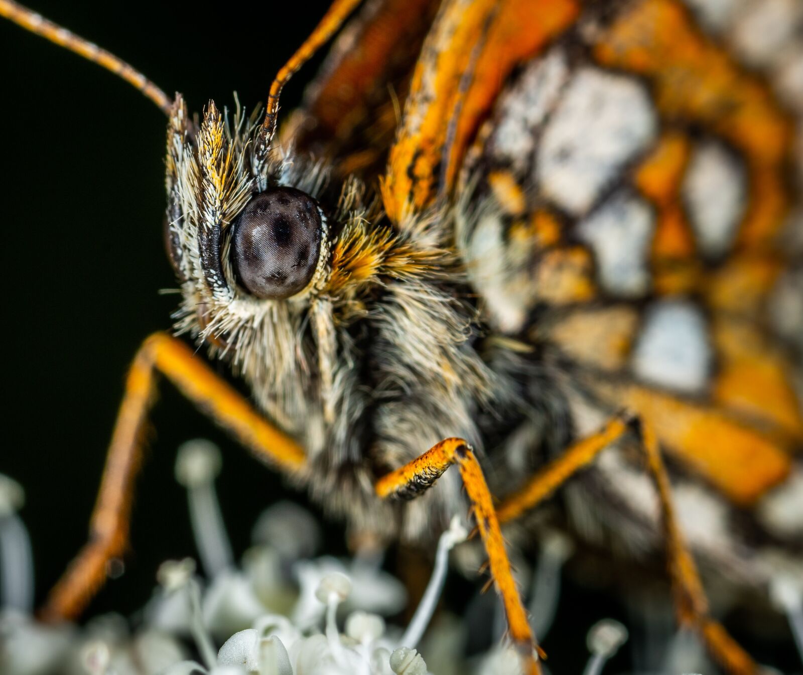 Sony a7R II sample photo. Macro, insect, butterfly photography