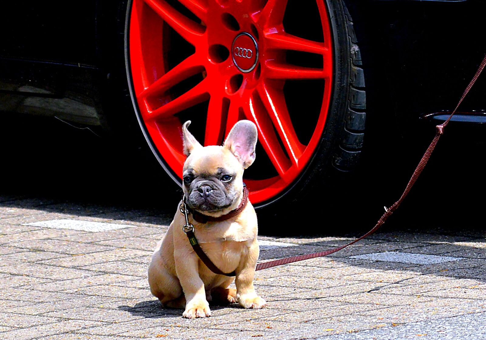 Nikon D3200 sample photo. French bulldog, bulldog, ears photography