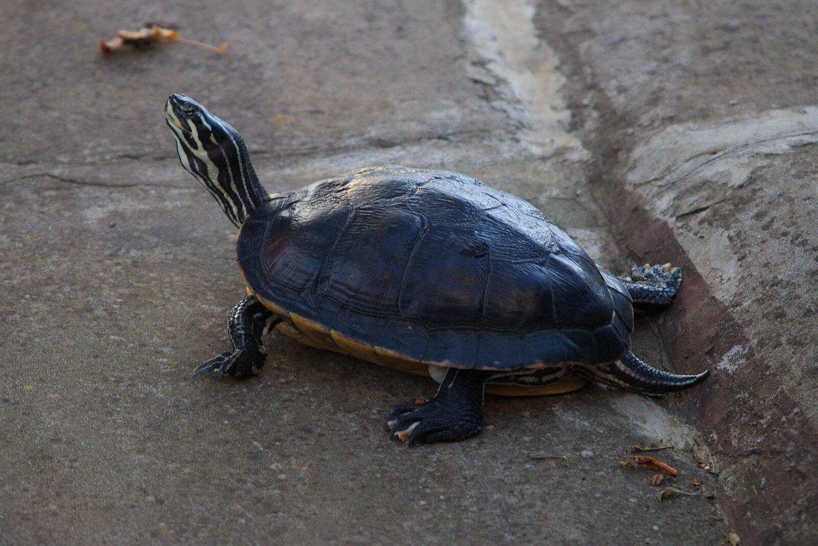 Canon EF 55-200mm F4.5-5.6 II USM sample photo. Water turtle, turtle, reptile photography
