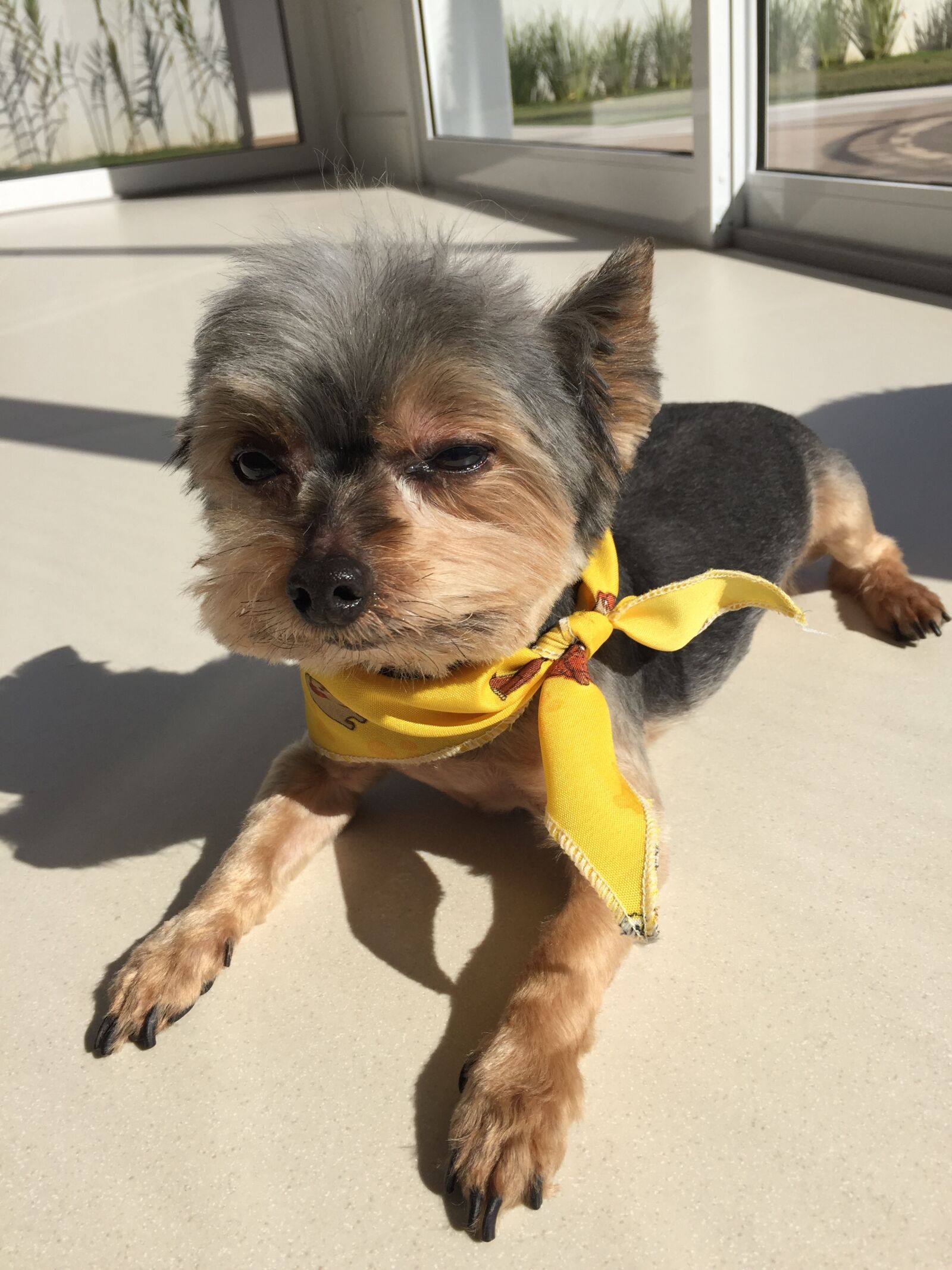 Apple iPhone 6 sample photo. Dog, look, male, pet photography