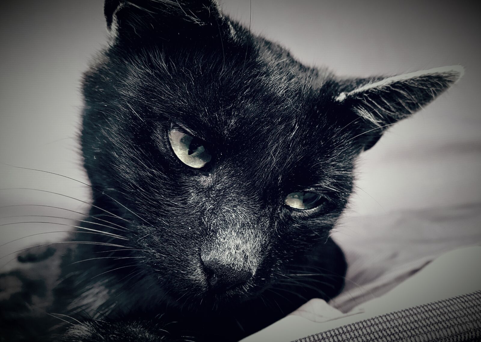 Samsung Galaxy S6 sample photo. Cat, animal, black photography