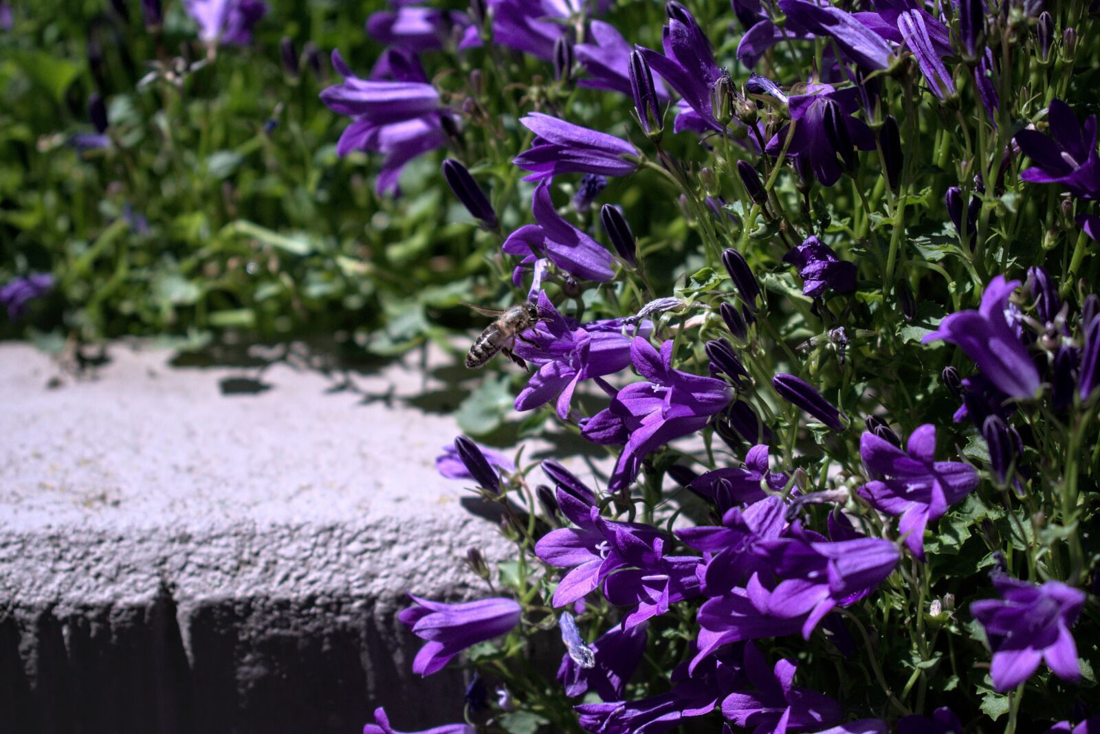 Nikon D3400 sample photo. Bee, flower, garden photography