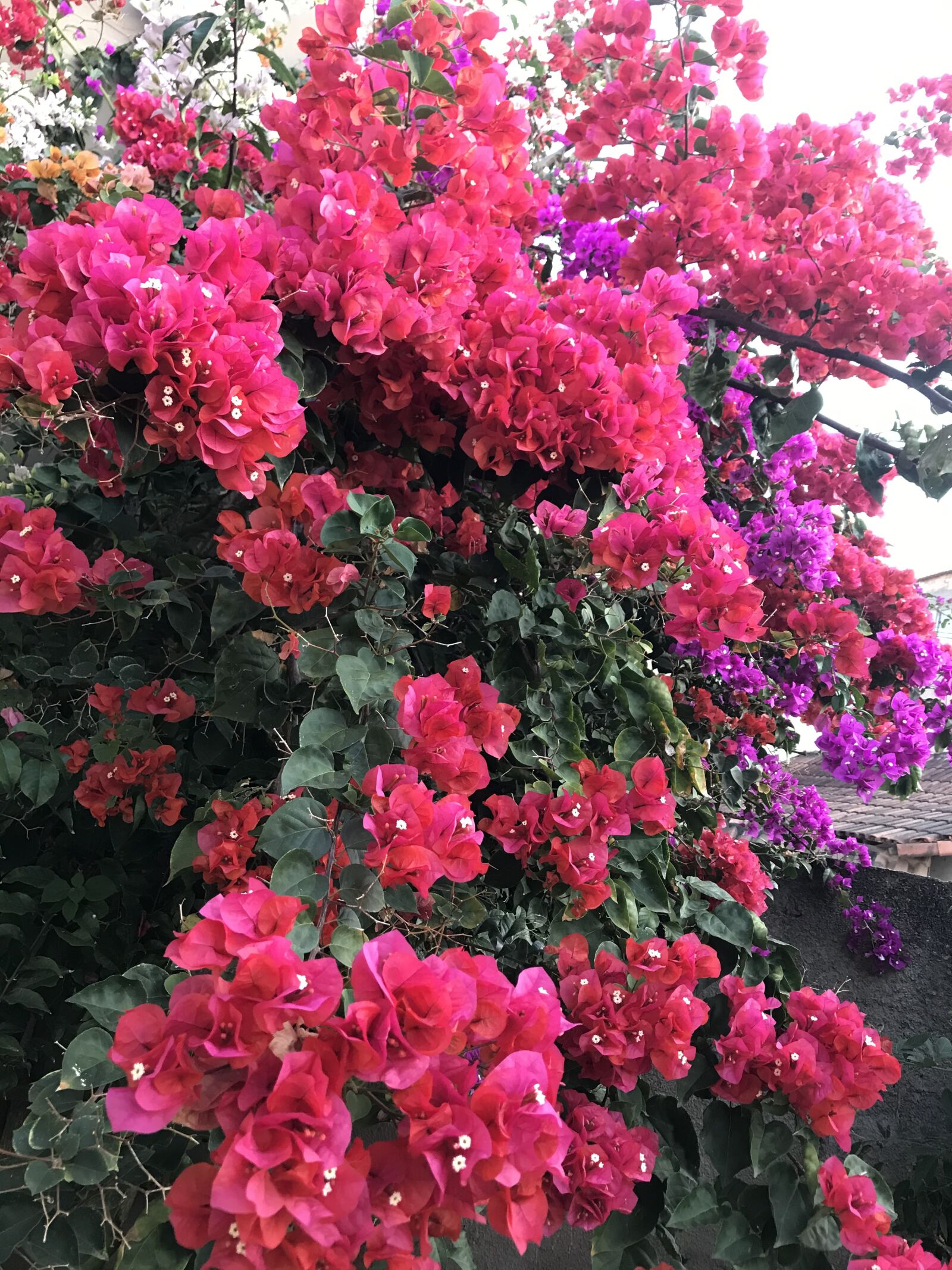 iPhone 7 back camera 3.99mm f/1.8 sample photo. Bougainvillea, flower, plant photography