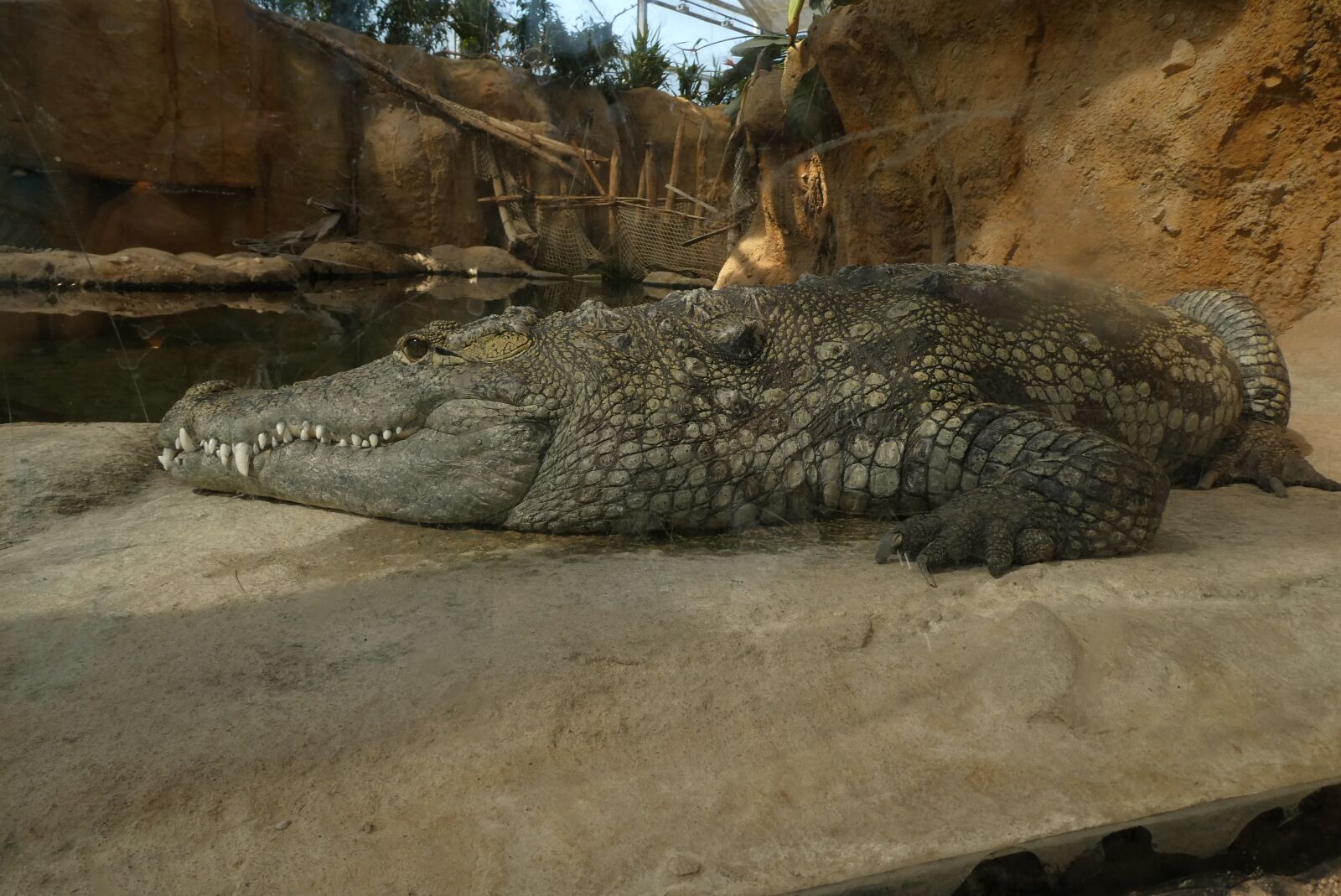 Panasonic Lumix DC-ZS70 (Lumix DC-TZ90) sample photo. Crocodile, predator, zoo photography
