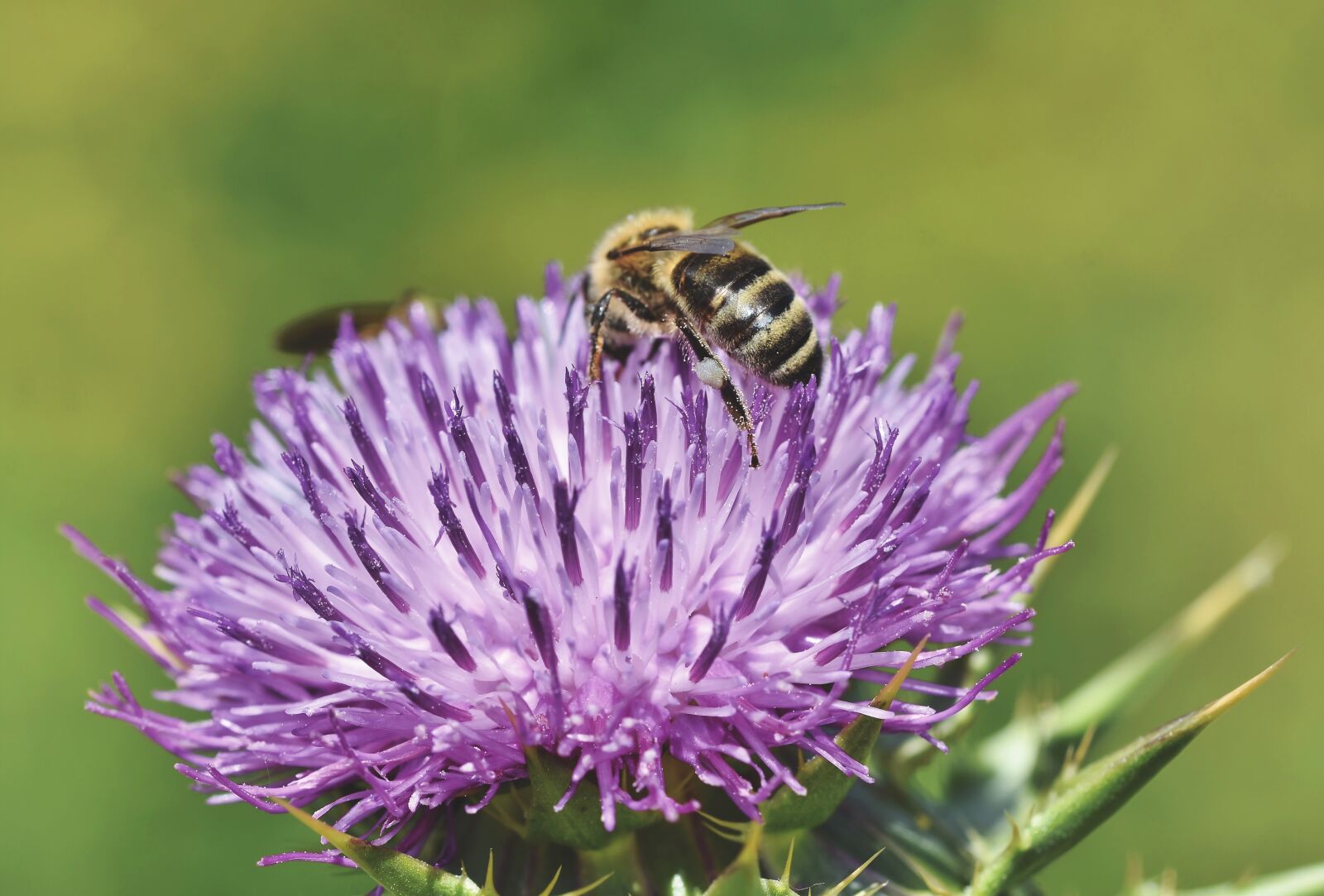 Nikon D7200 sample photo. Bee, honey bee, insect photography