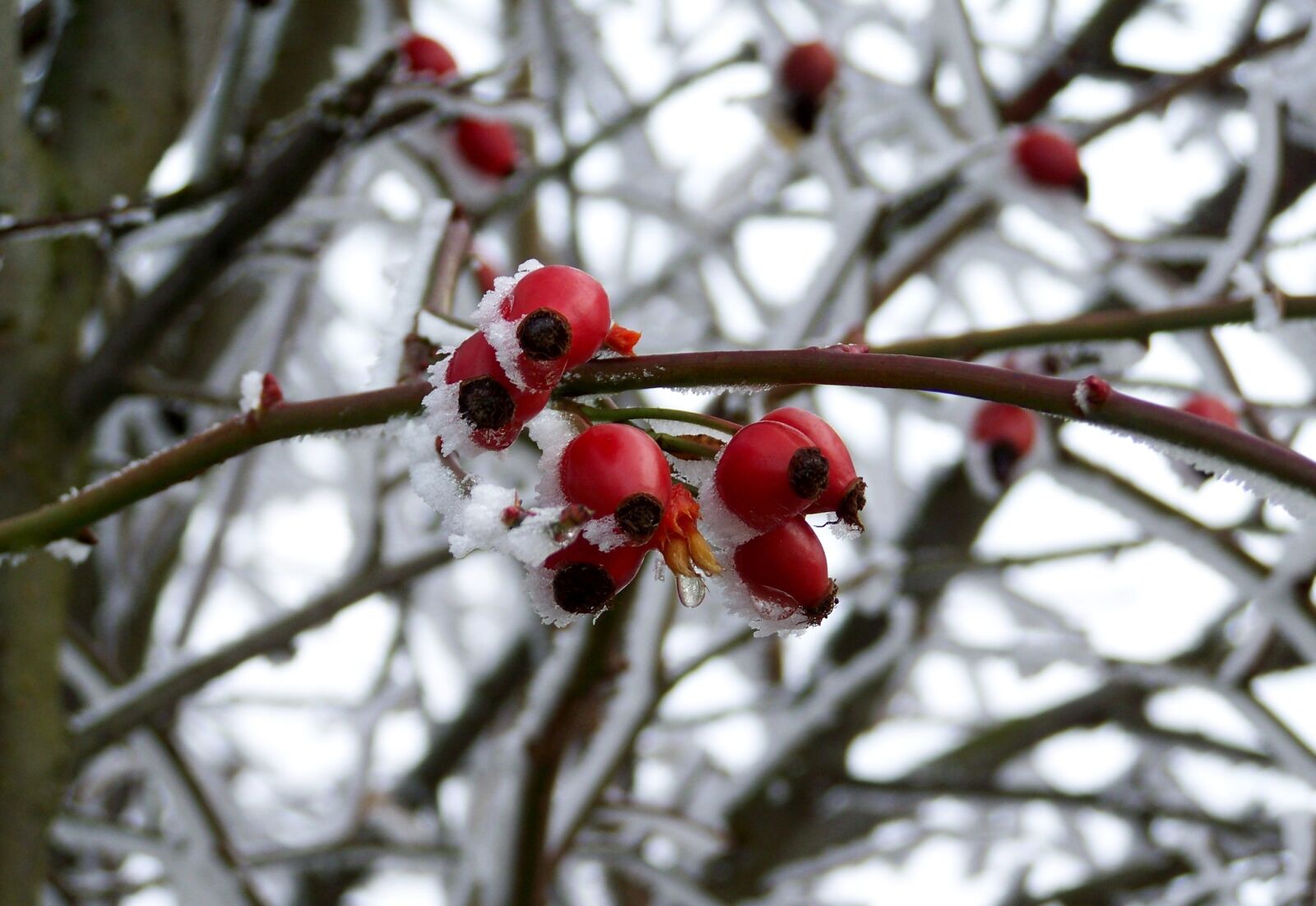 Kodak EASYSHARE ZD710 ZOOM DIGITAL CAMERA sample photo. Frosted rose hips, rimy photography