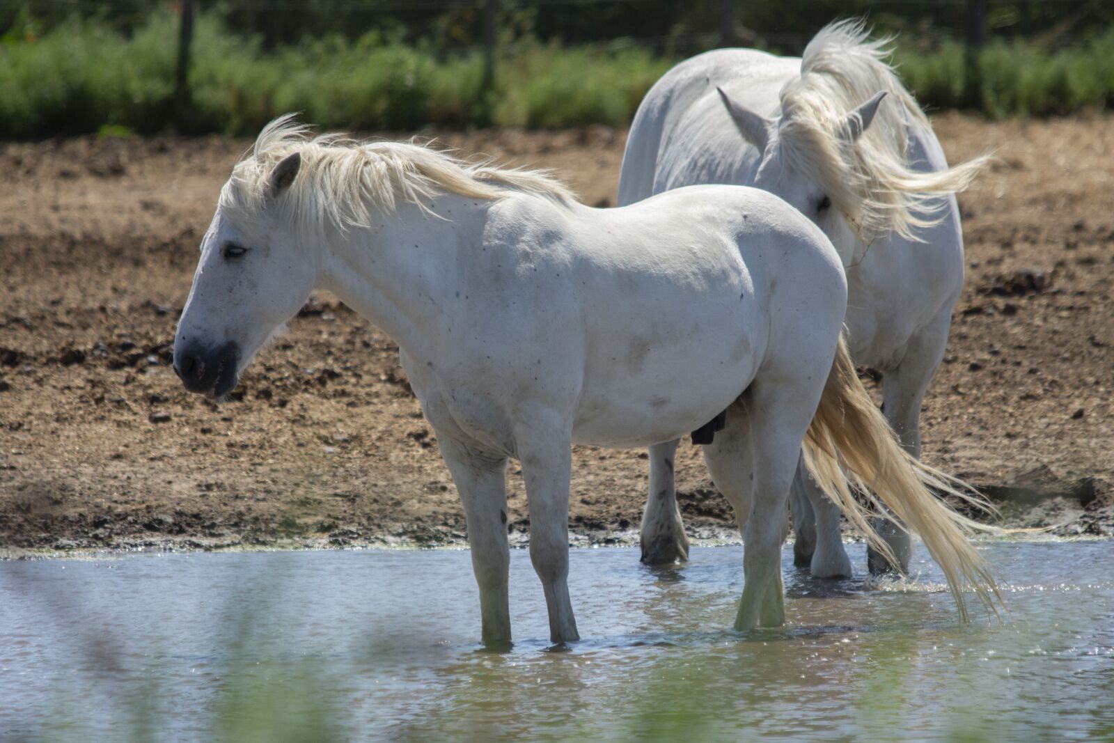 Nikon D7200 sample photo. Camarque, france, horse photography