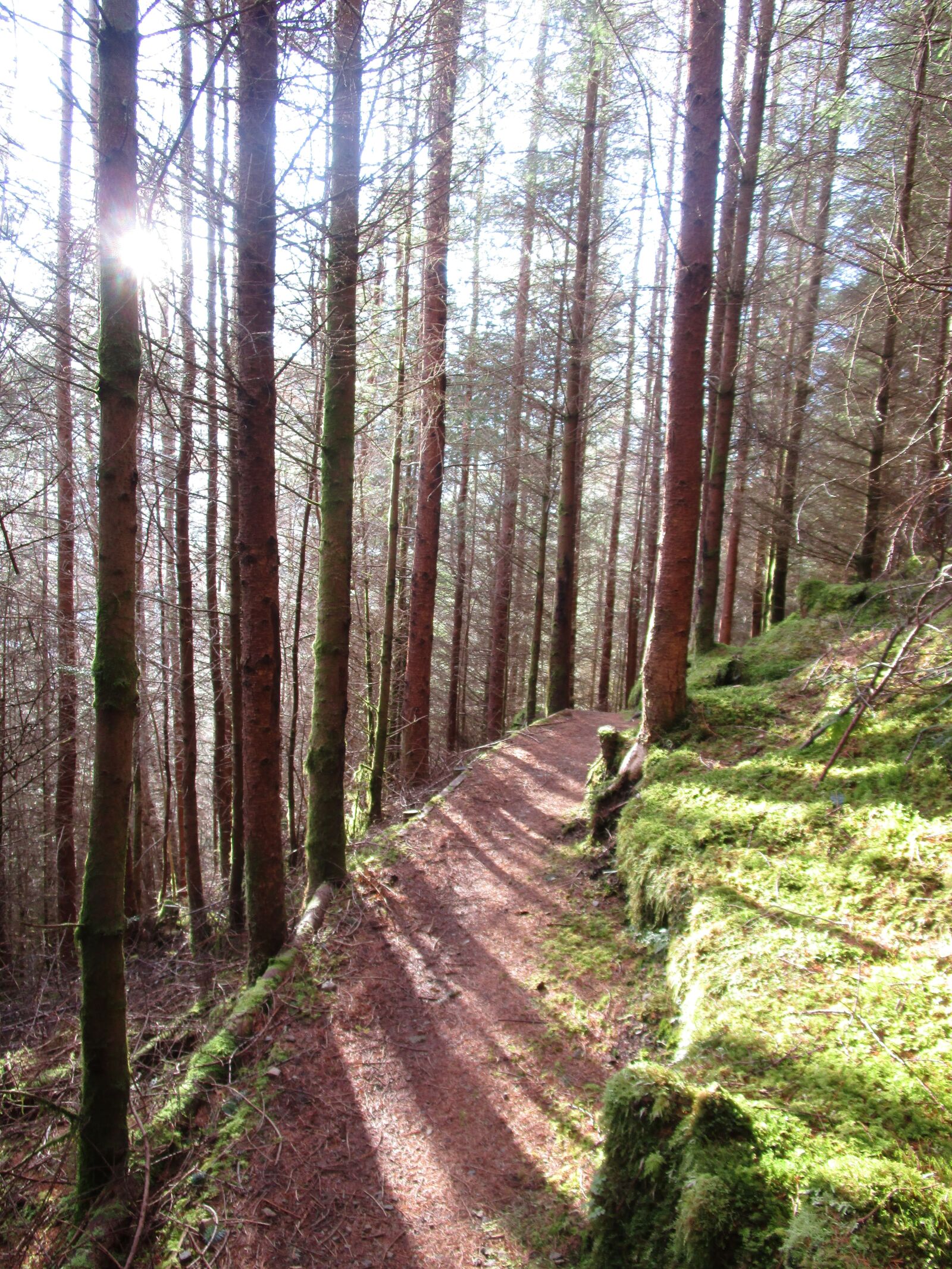 Canon PowerShot ELPH 150 IS (IXUS 155 / IXY 140) sample photo. "Scotland, forest, enchanted" photography