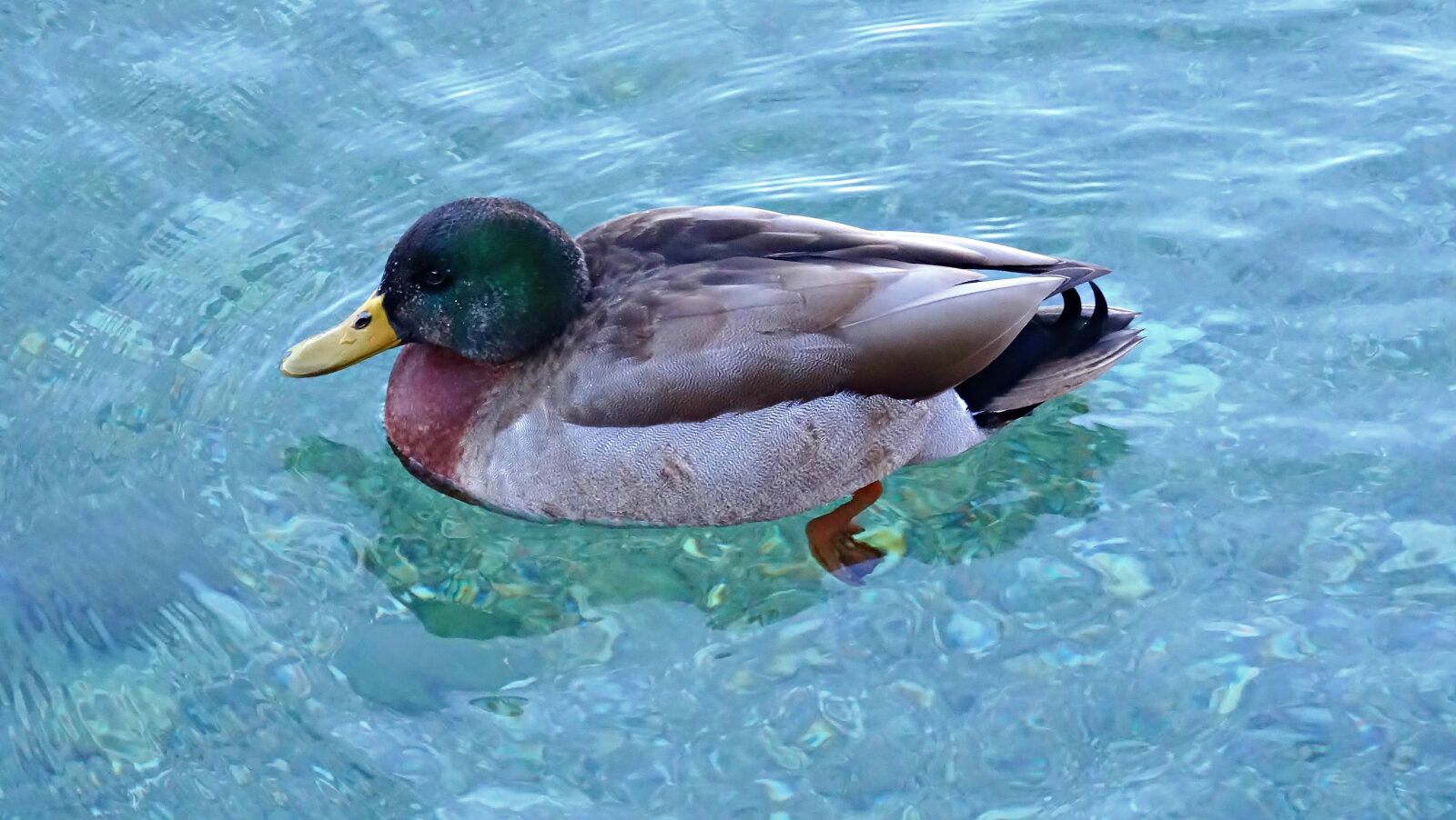 Sony Cyber-shot DSC-HX50V sample photo. Duck, bird, animal photography