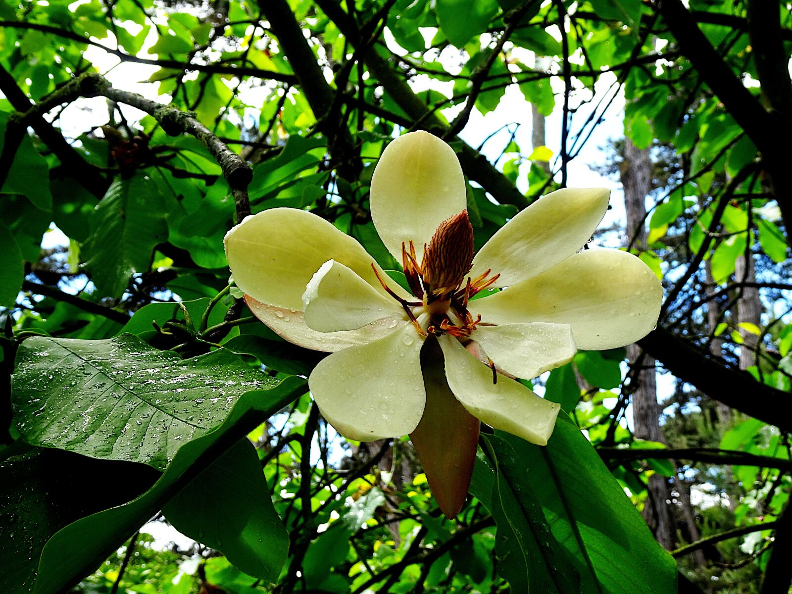 Sony Cyber-shot DSC-HX90V sample photo. Magnolia grandiflora, magnolia, trees photography