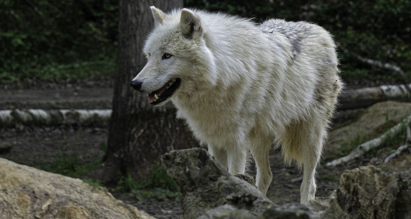 Sony a7 III + Sony E 55-210mm F4.5-6.3 OSS sample photo. Arctic wolf, animal, white photography