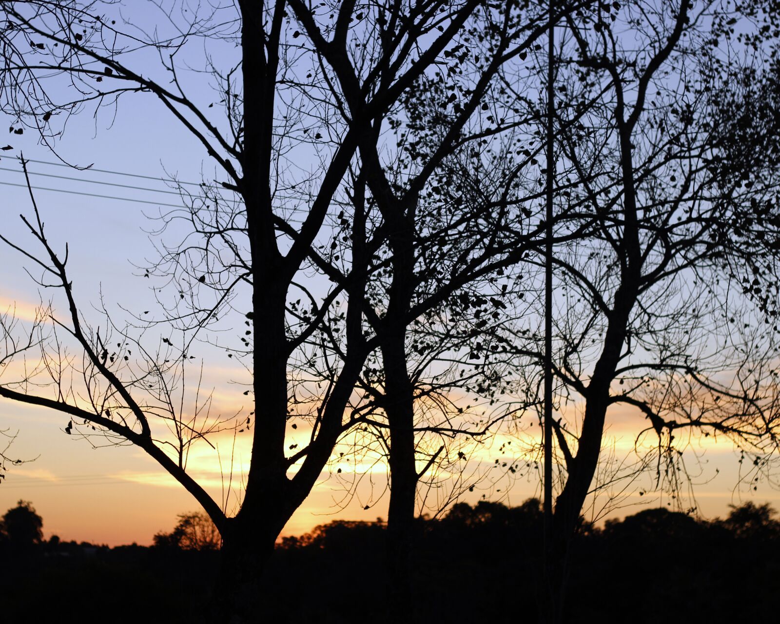 Canon EOS 600D (Rebel EOS T3i / EOS Kiss X5) + Canon EF 50mm F1.8 II sample photo. Tree, nature, silhouette photography