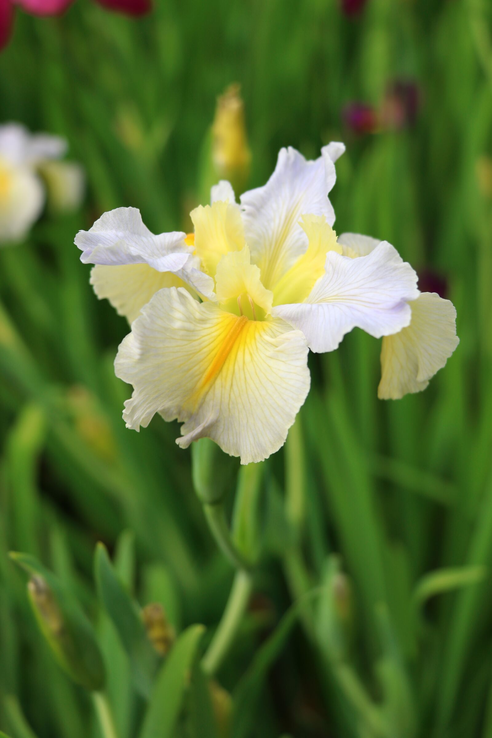 Canon EOS 77D (EOS 9000D / EOS 770D) sample photo. Iris, garden, spring photography