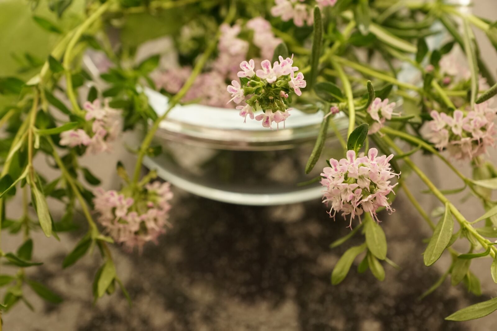 Sony ILCA-77M2 + Sony DT 16-50mm F2.8 SSM sample photo. Thyme, summer, herb photography