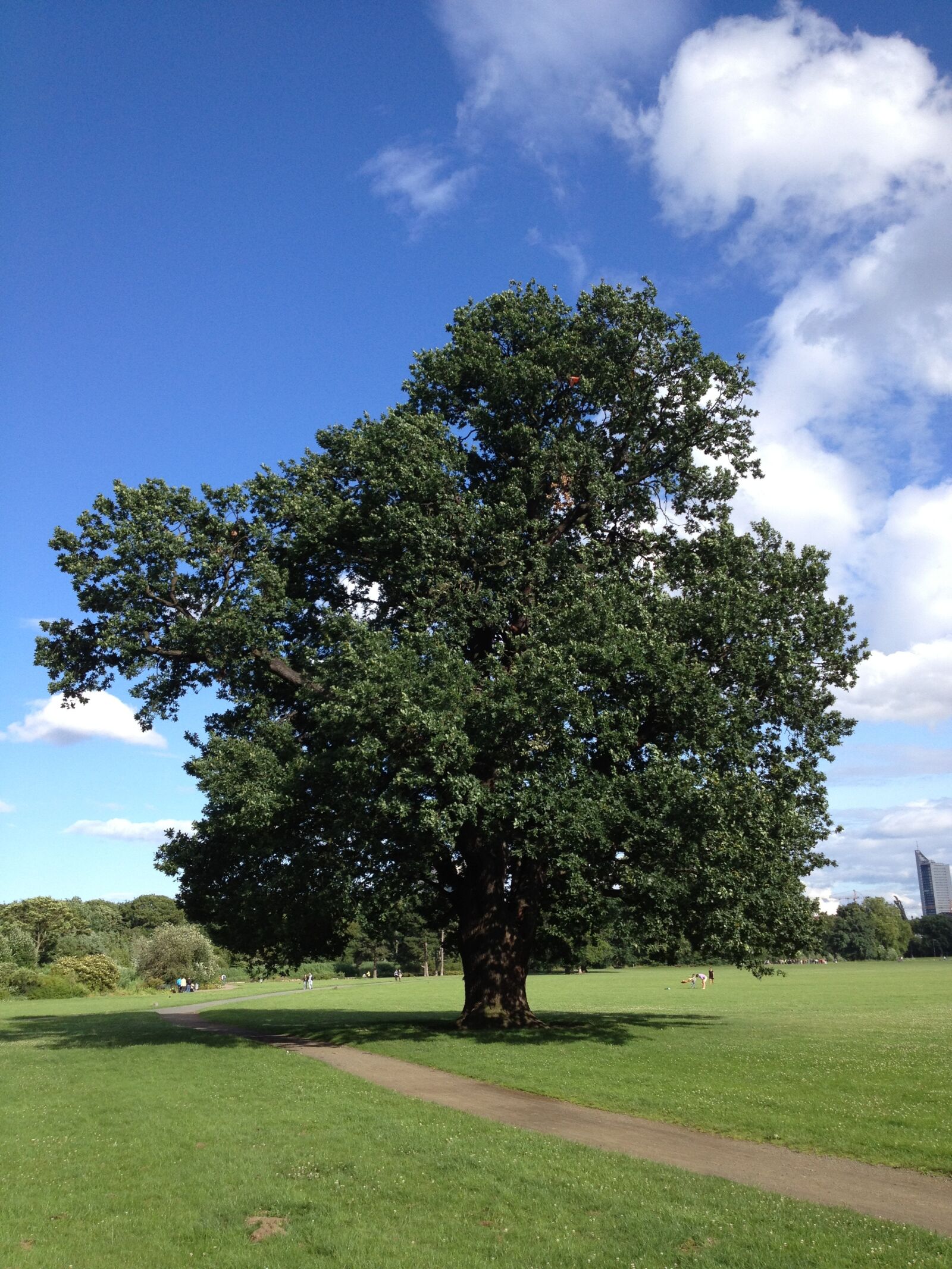 Apple iPhone 4S sample photo. Big tree, leipzig, germany photography