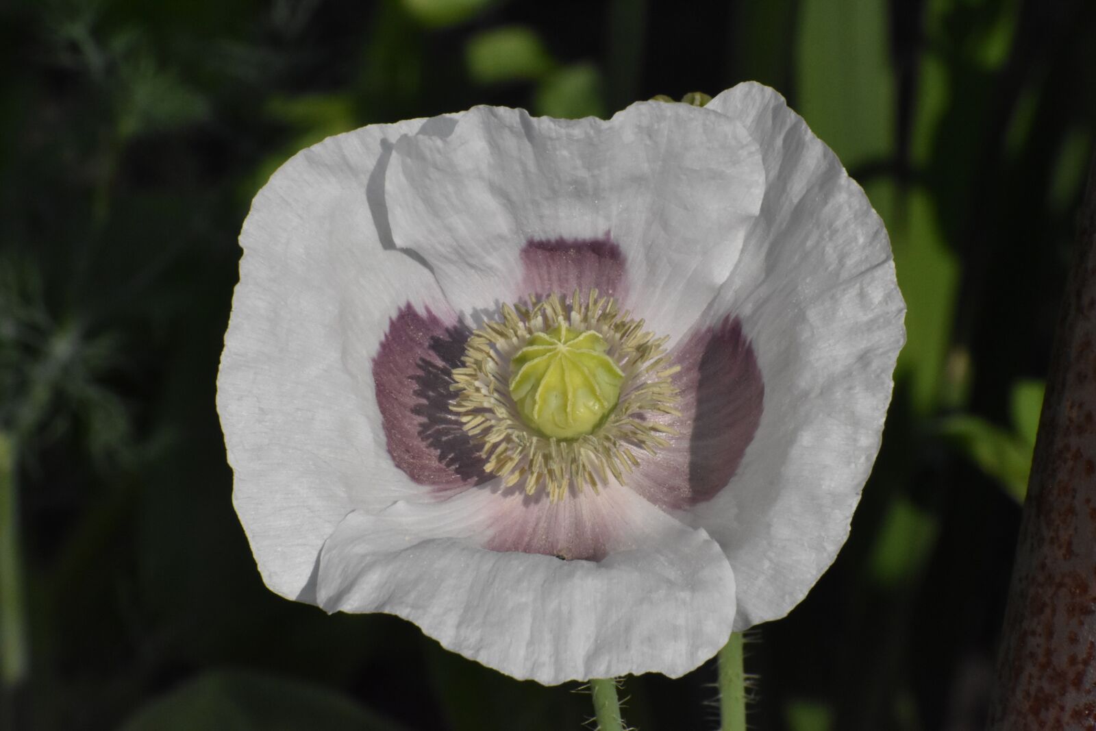 Nikon D3400 sample photo. Mack, white, flower photography