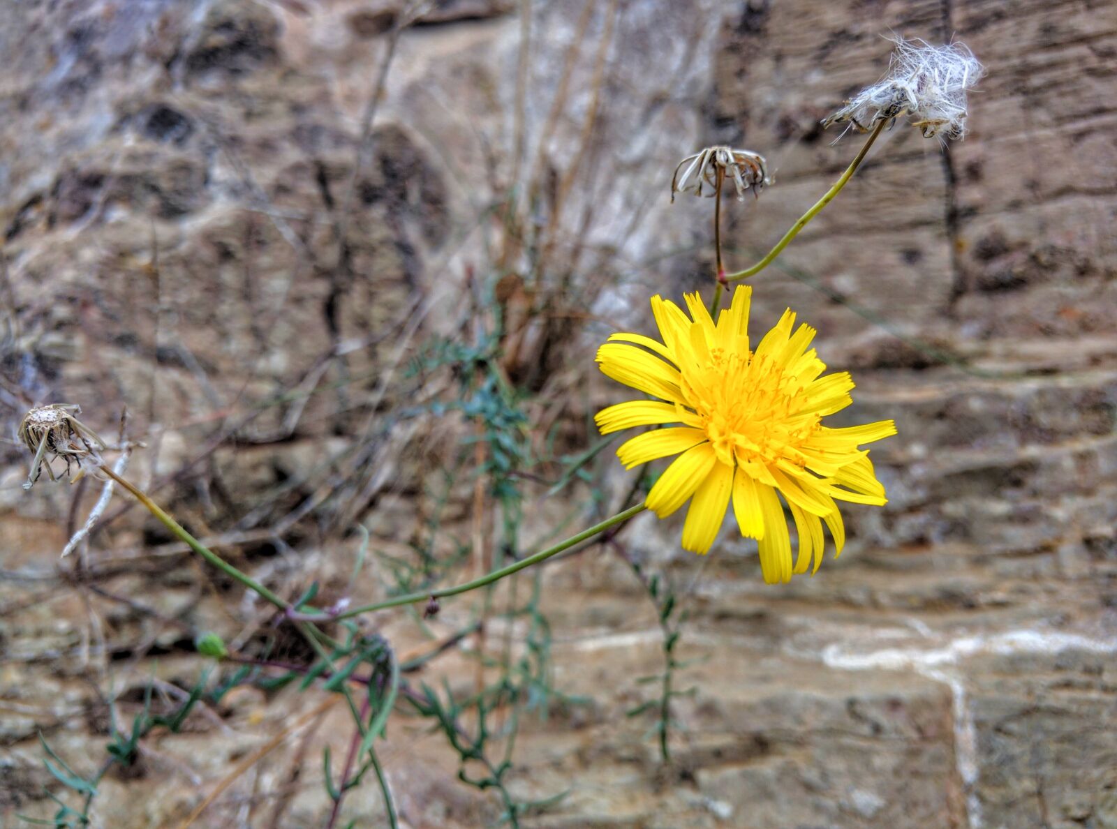 Motorola Nexus 6 sample photo. Dandelion, wild, flower photography