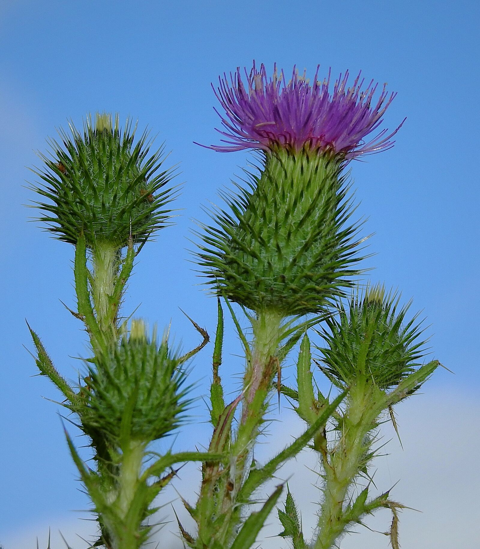 Nikon Coolpix P900 sample photo. Meadow, thistles, barbed photography