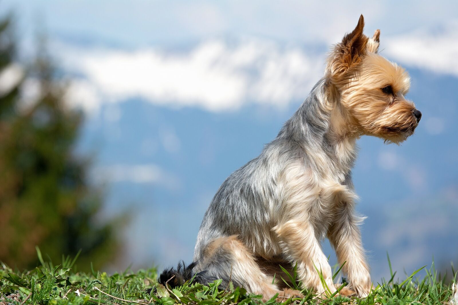 Nikon D7100 sample photo. Dog, yorkshire terrier, sitting photography