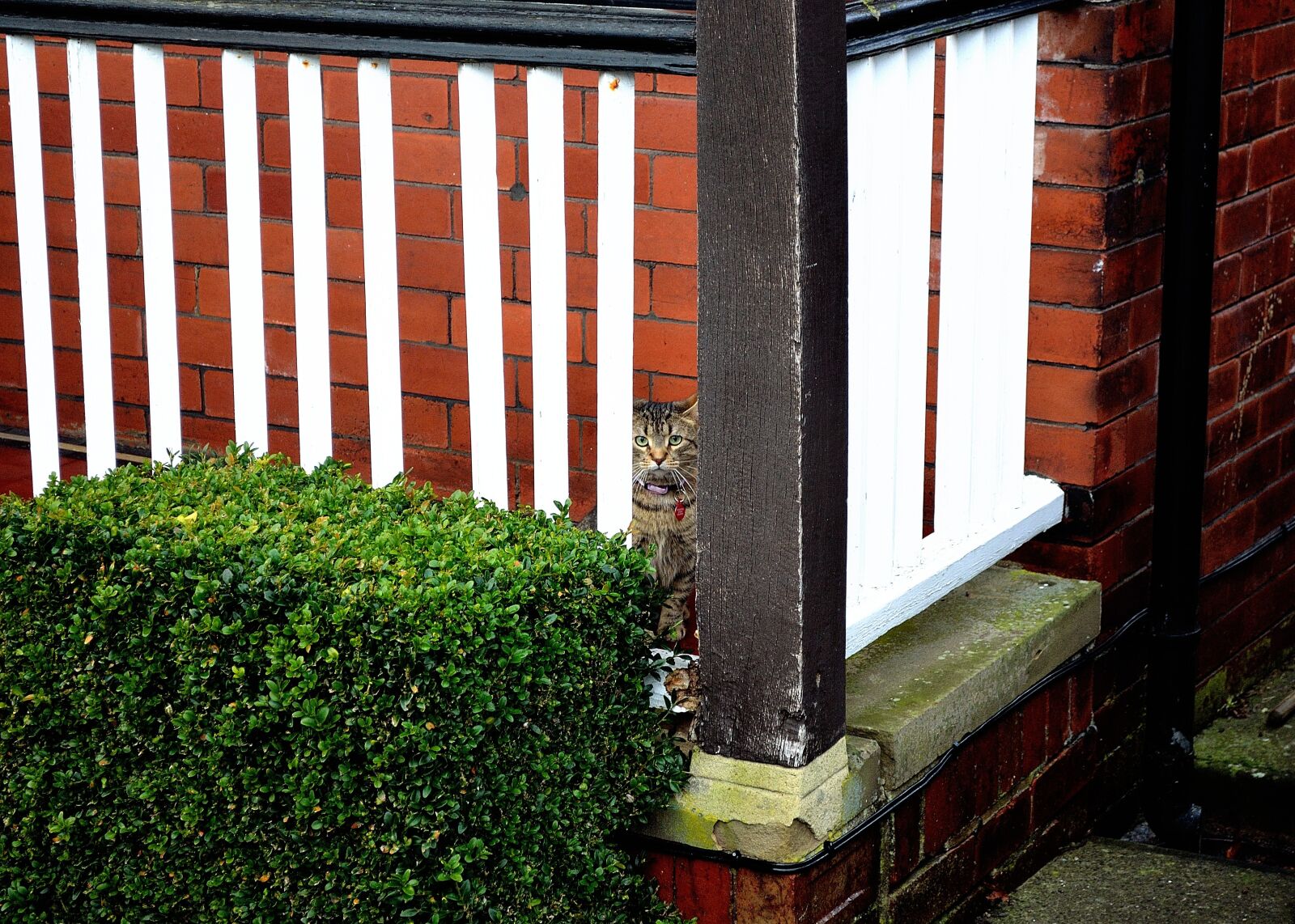 Nikon D5100 sample photo. Cat, animal, pet photography