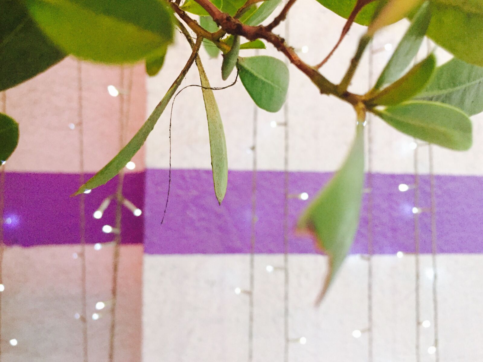 iPhone 6 back camera 4.15mm f/2.2 sample photo. Dubai, evergreen, lights, plants photography